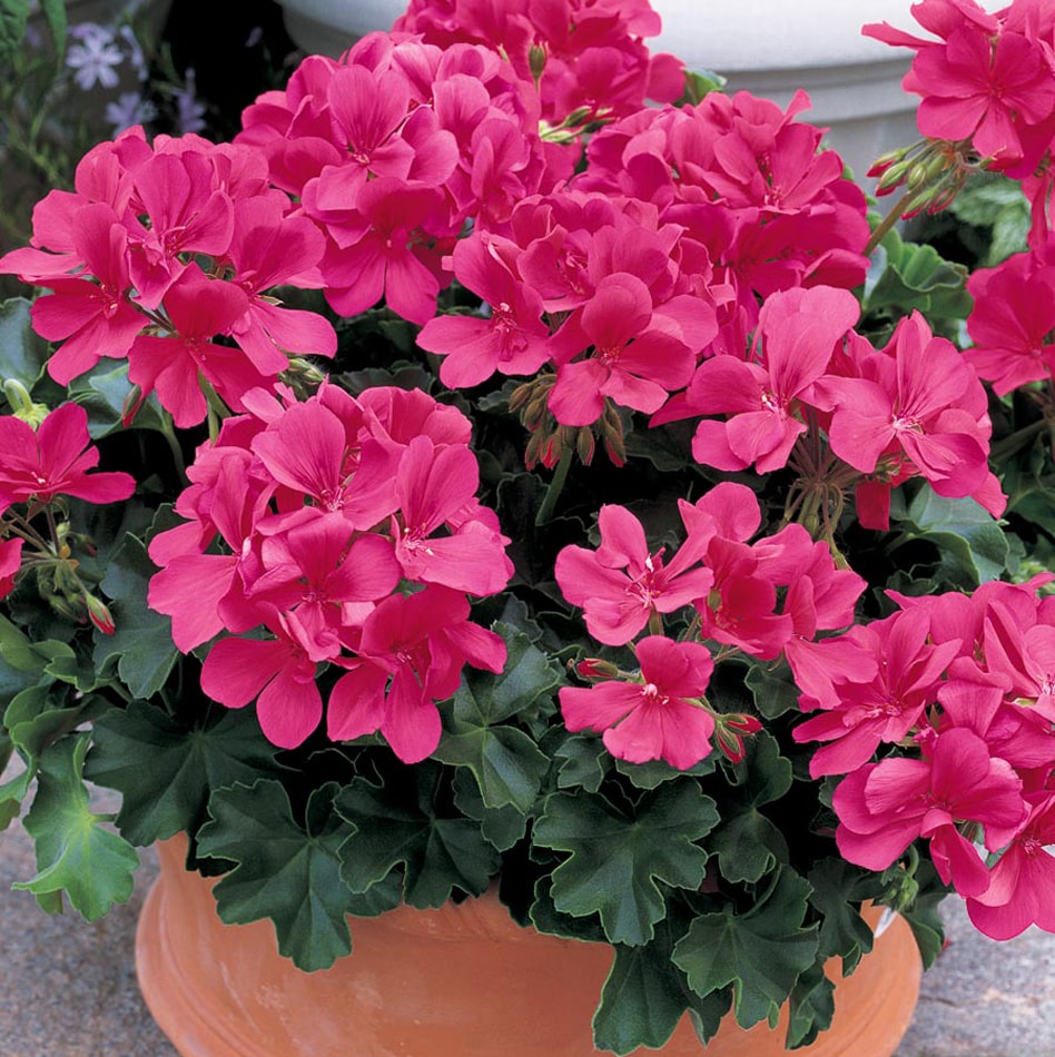 Lowe's Multicolor Geranium in 1.25-Quart Pot at Lowes.com