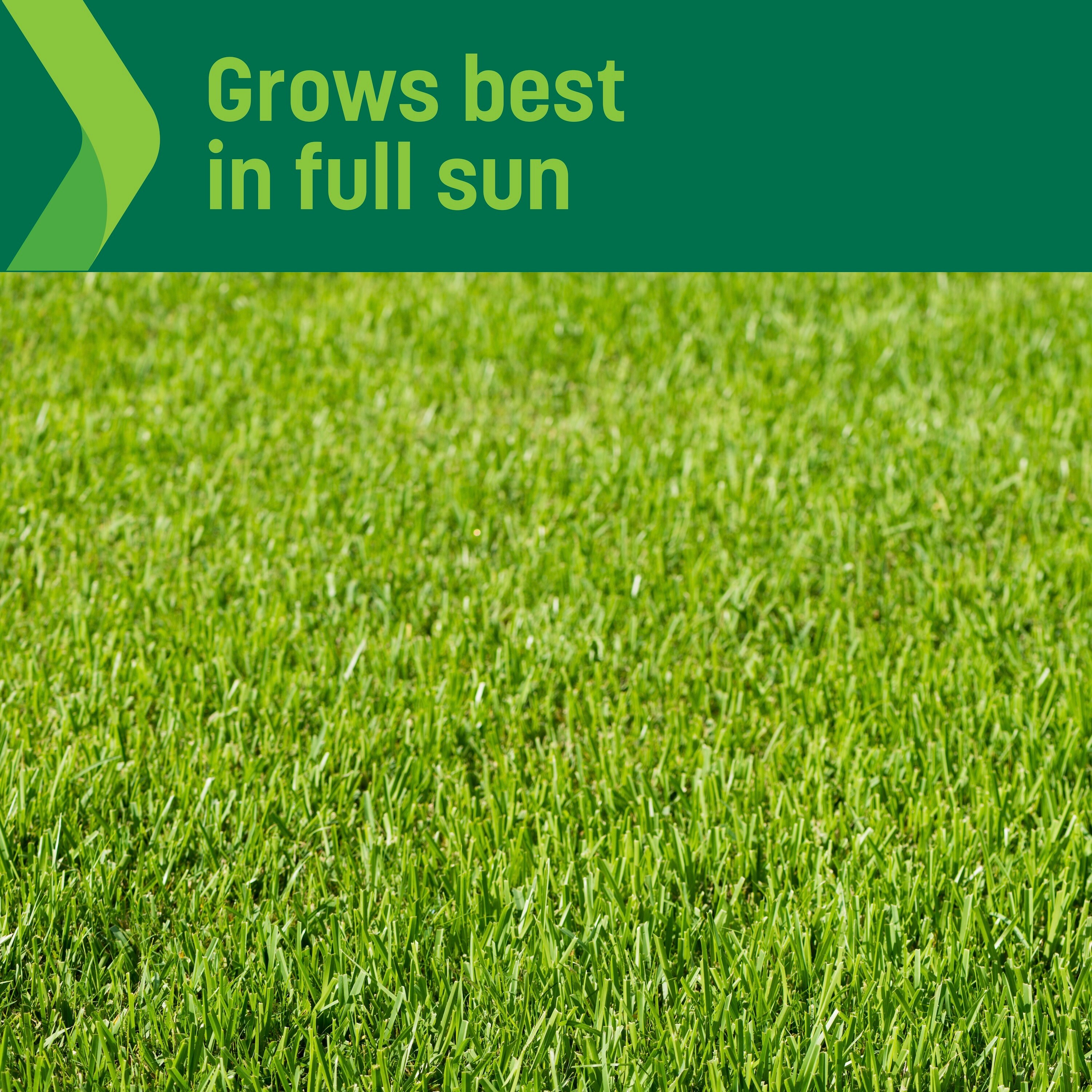 Sta-Green SG-BER-12 Grass-Seed - View #5