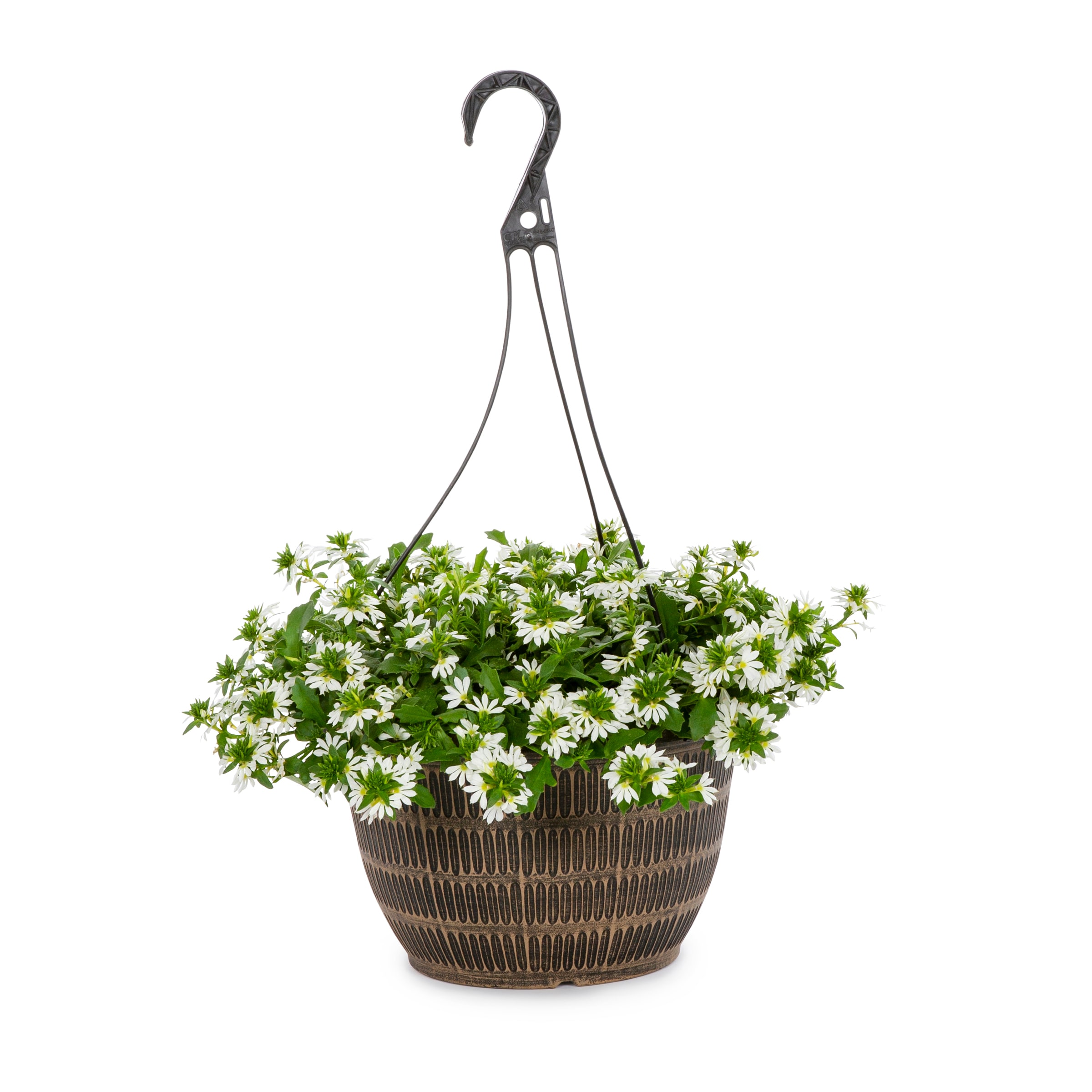 Lowe's Multicolor Scaevola in 2-Gallons Hanging Basket in the Annuals ...