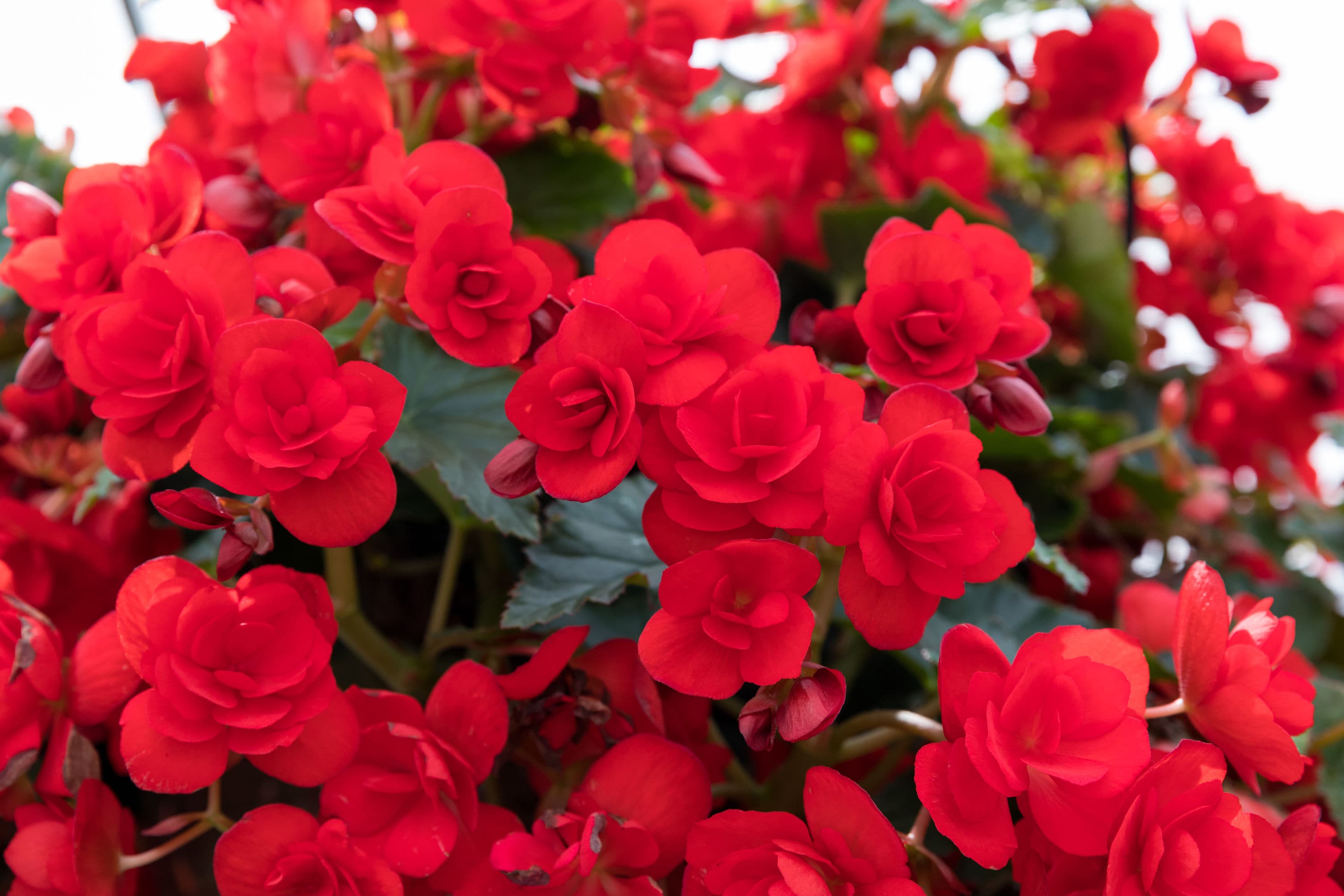 Metrolina Greenhouses Red Begonia in 1.5-Gallon (s) Hanging Basket