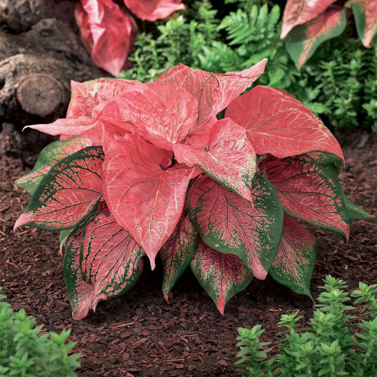 Van Zyverden 84755 Pink Caladiums Strap Pink Symphony Bulbs 3 Count