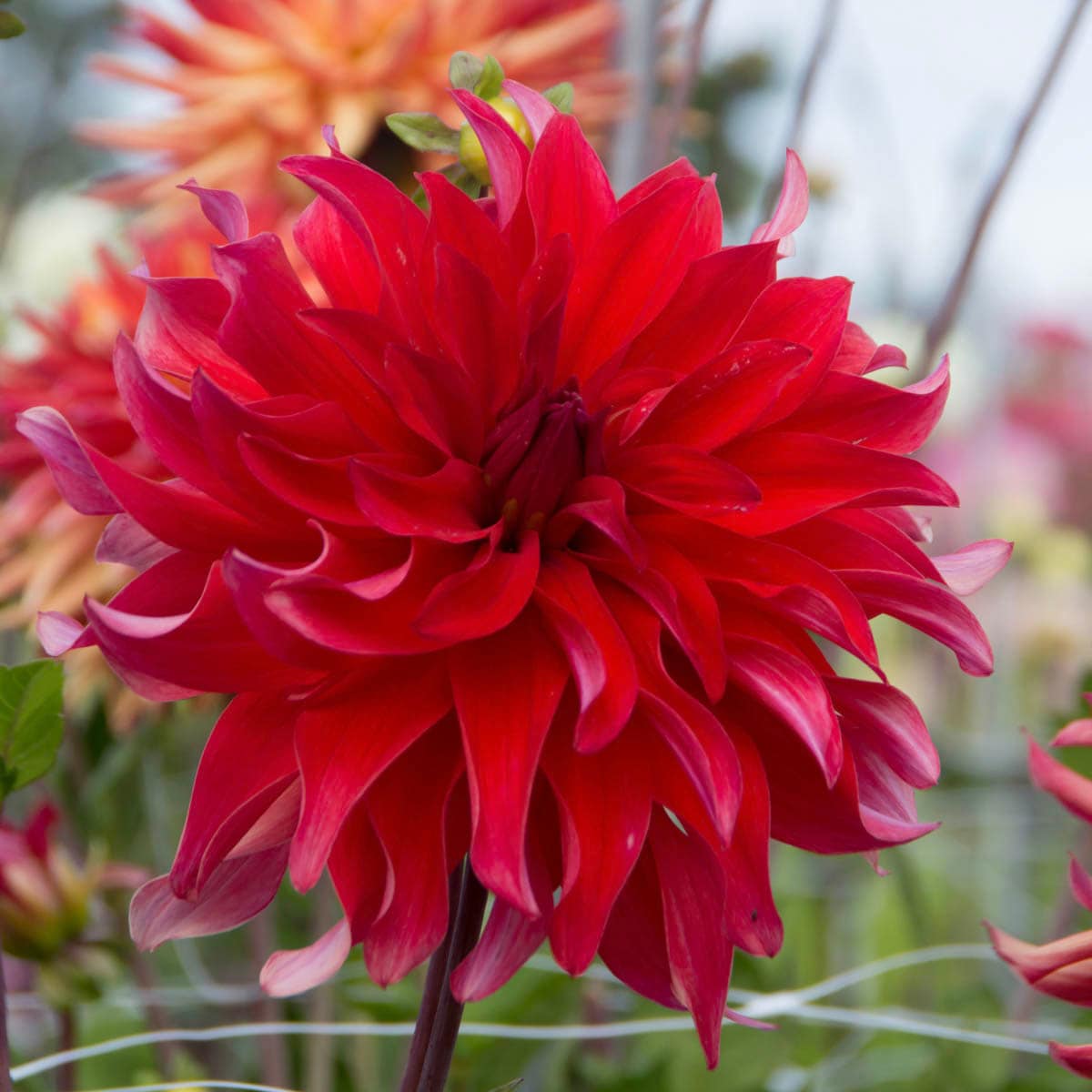 Breck's 77669 Red Red Labrynth Dahlia Dormant Flowering Bare Root Bulbs 3 Pack