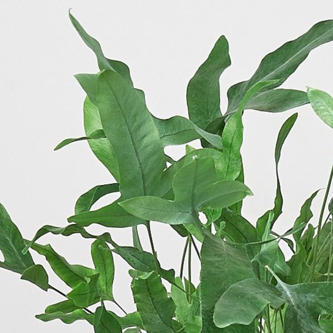 House Plant Shop 6-FERN-BLUESTAR hseplants - View #4