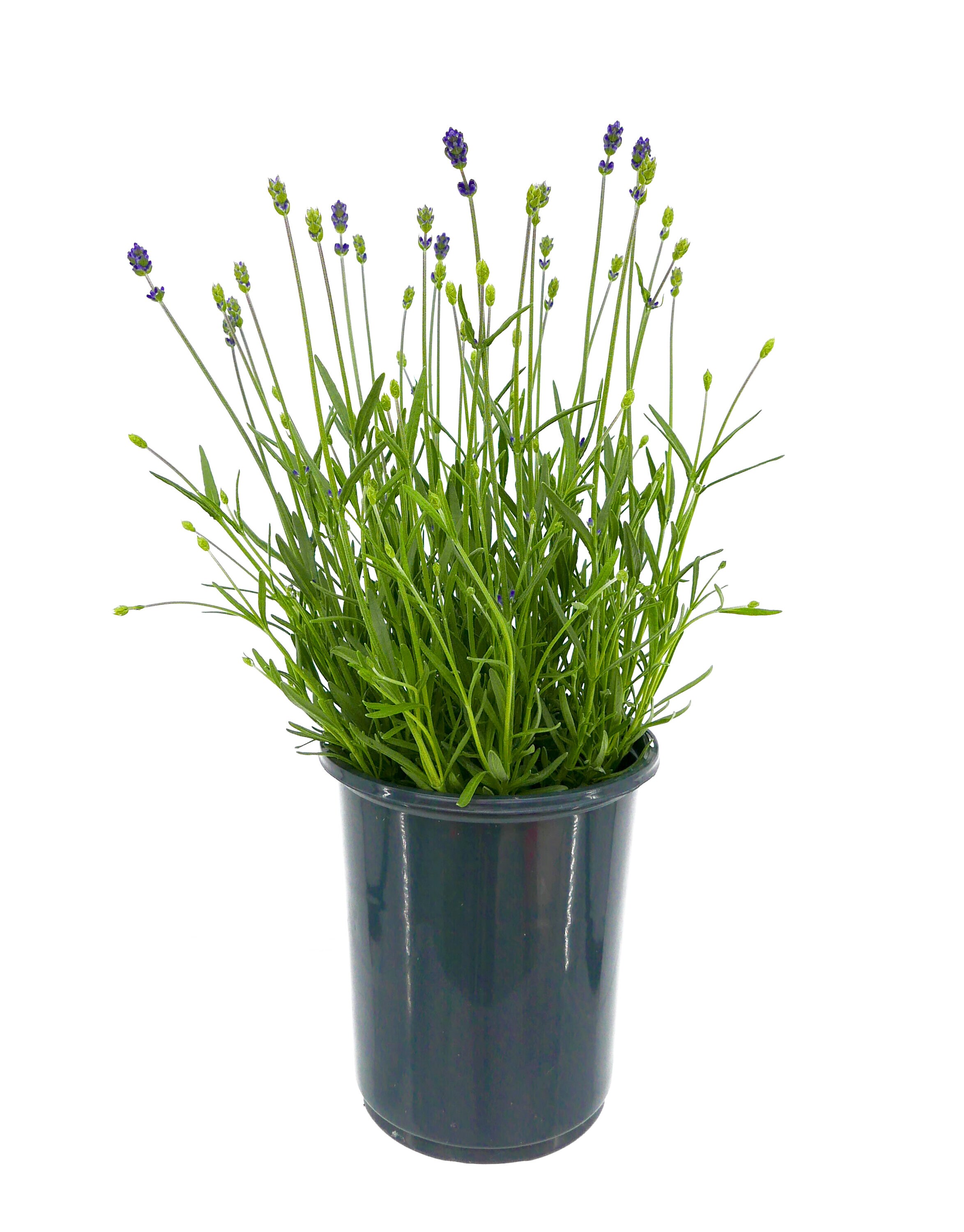  2207 perennials - View #2
