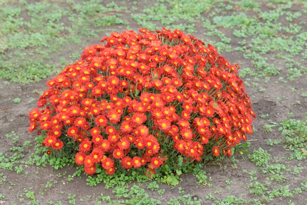 Spring Hill Nurseries 89028 perennials - View #3