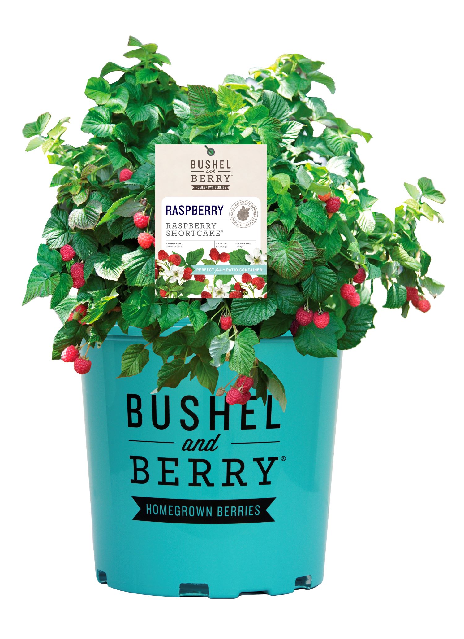 Bushel and Berry Raspberry Plant Pot Blooms in Spring