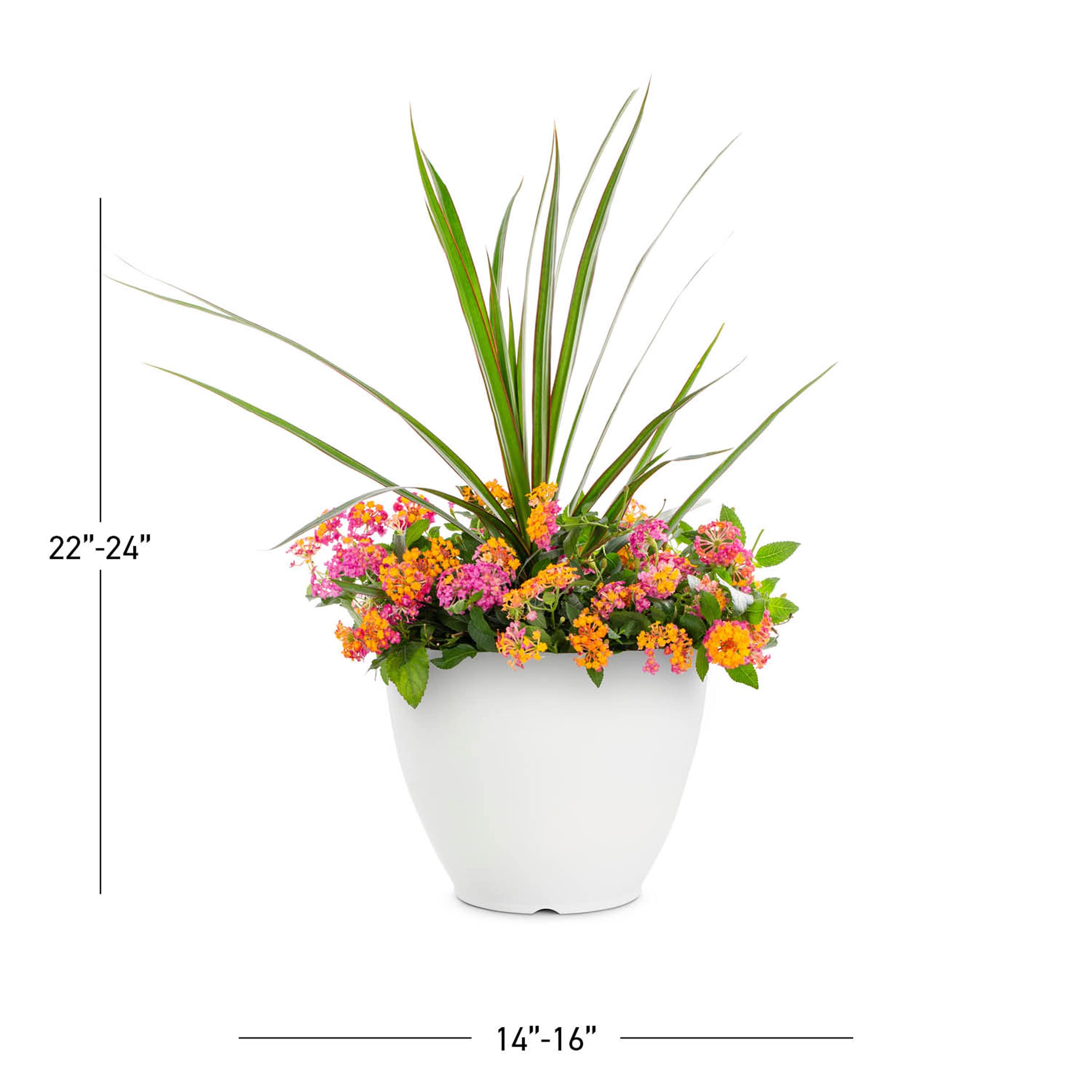 Lowe's 5622876 annuals - View #3