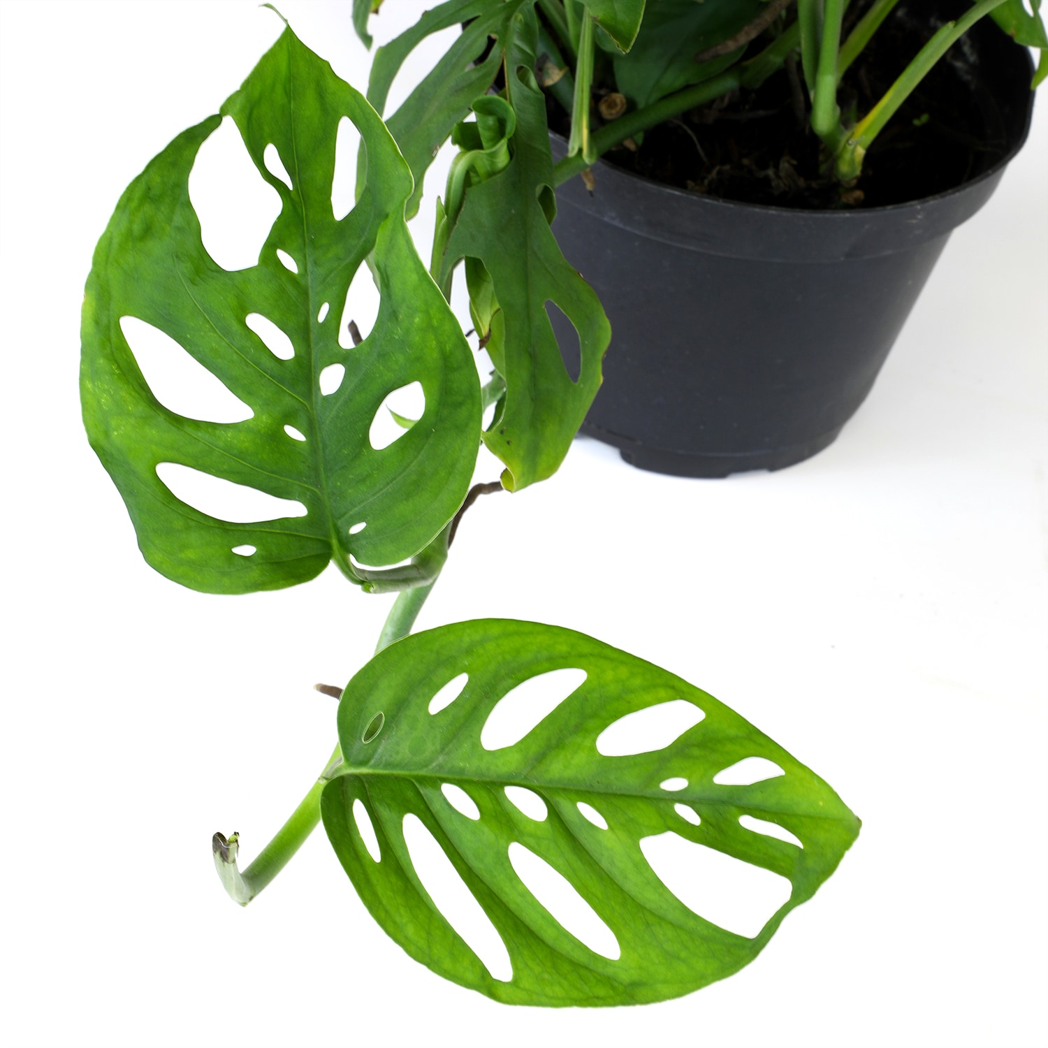 6-Inch Monstera Swiss Cheese Vine Hanging Basket