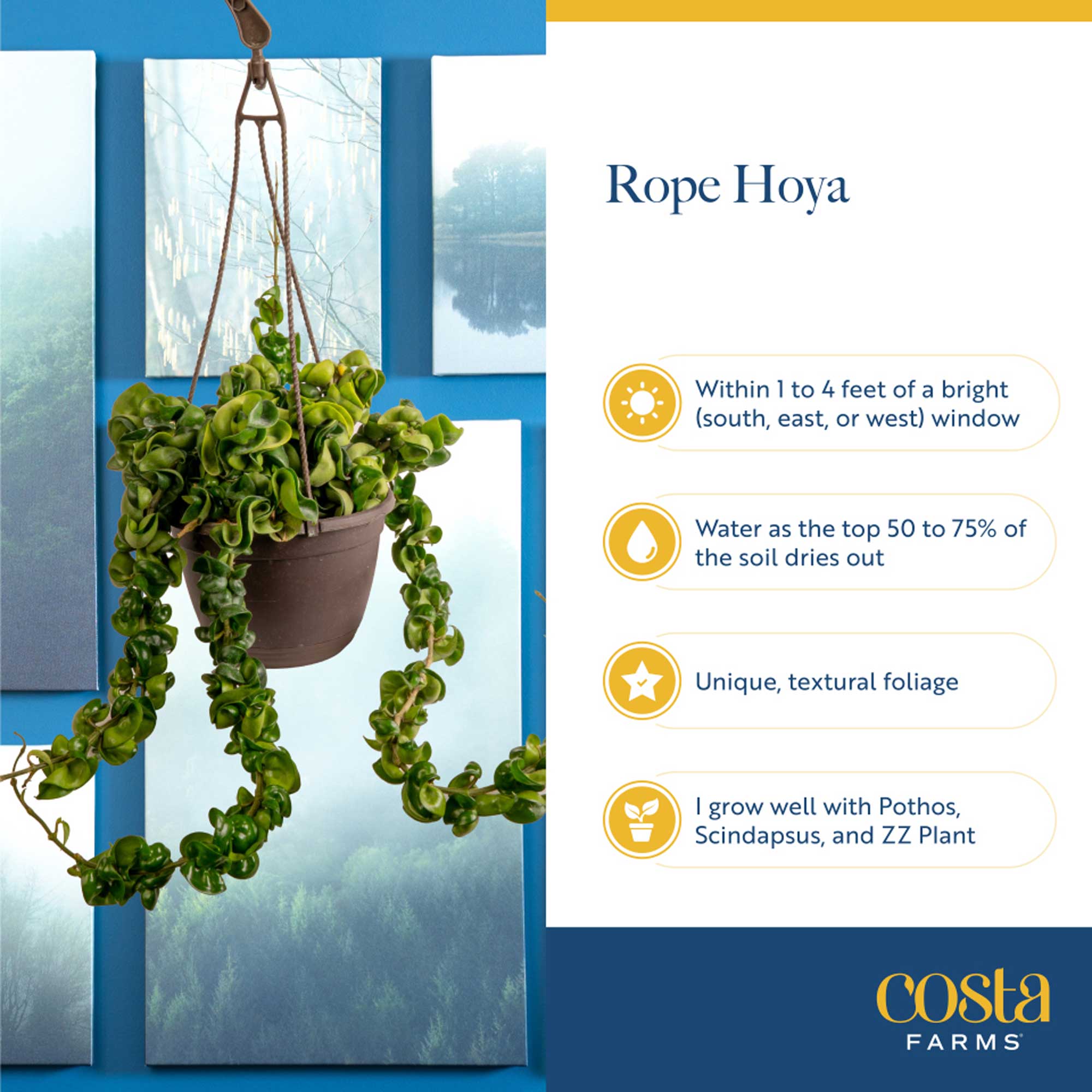 Costa Farms M-HYR-P-LLP-01-LW hseplants - View #6
