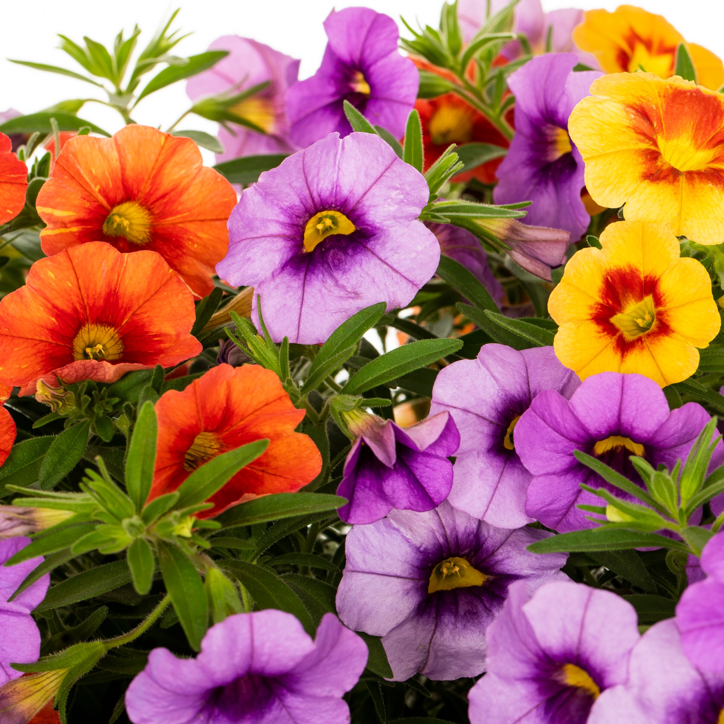 Ready Refill Multicolor Calibrachoa in 3-Quart Pot 2-Pack at Lowes.com