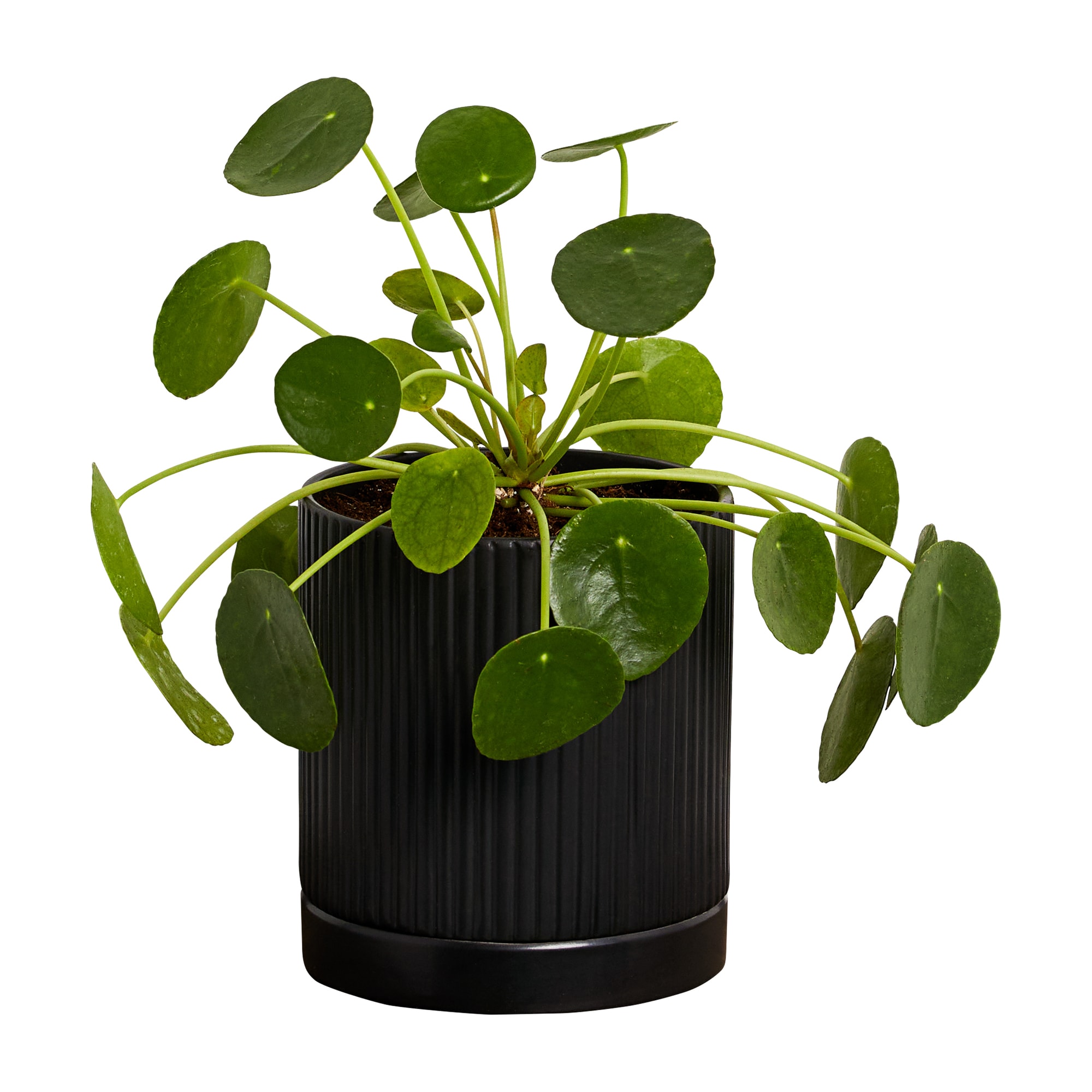 Greendigs Pilea Plant House Plant in 5-in Pot in the House Plants  department at 