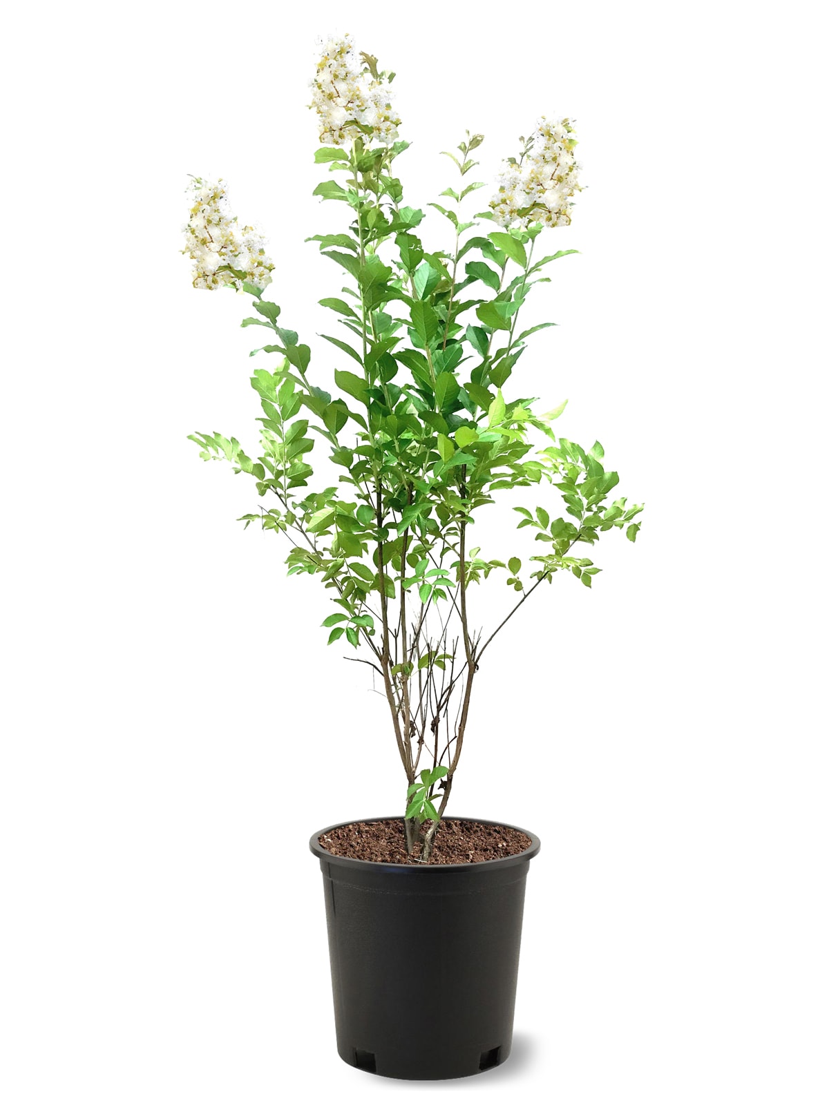 Southern Planters CRMNAT03G 1 Count White Flowering Natchez Crape Myrtle In pot (with soil)