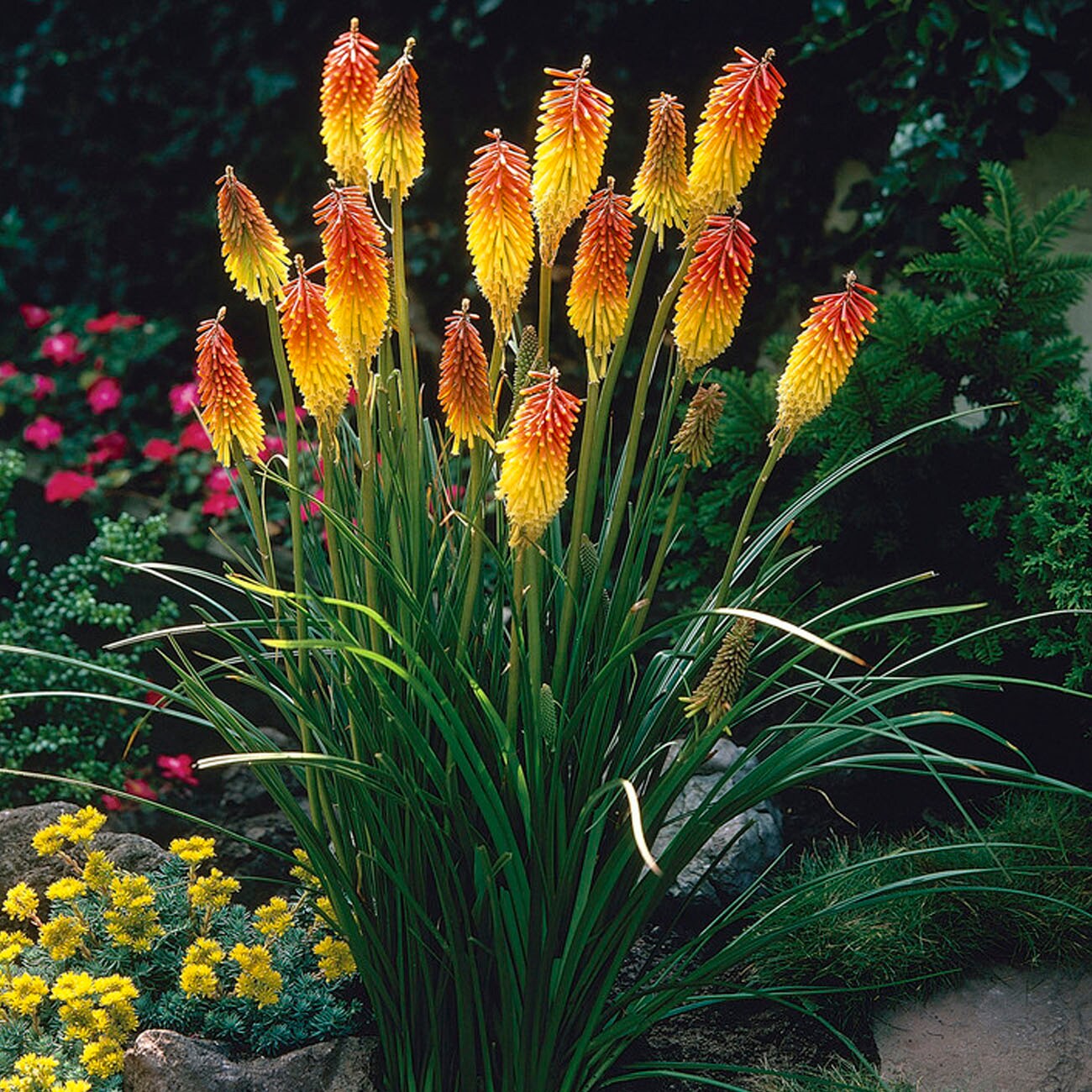 Van Zyverden 84152 Plant-Bulbs - View #4