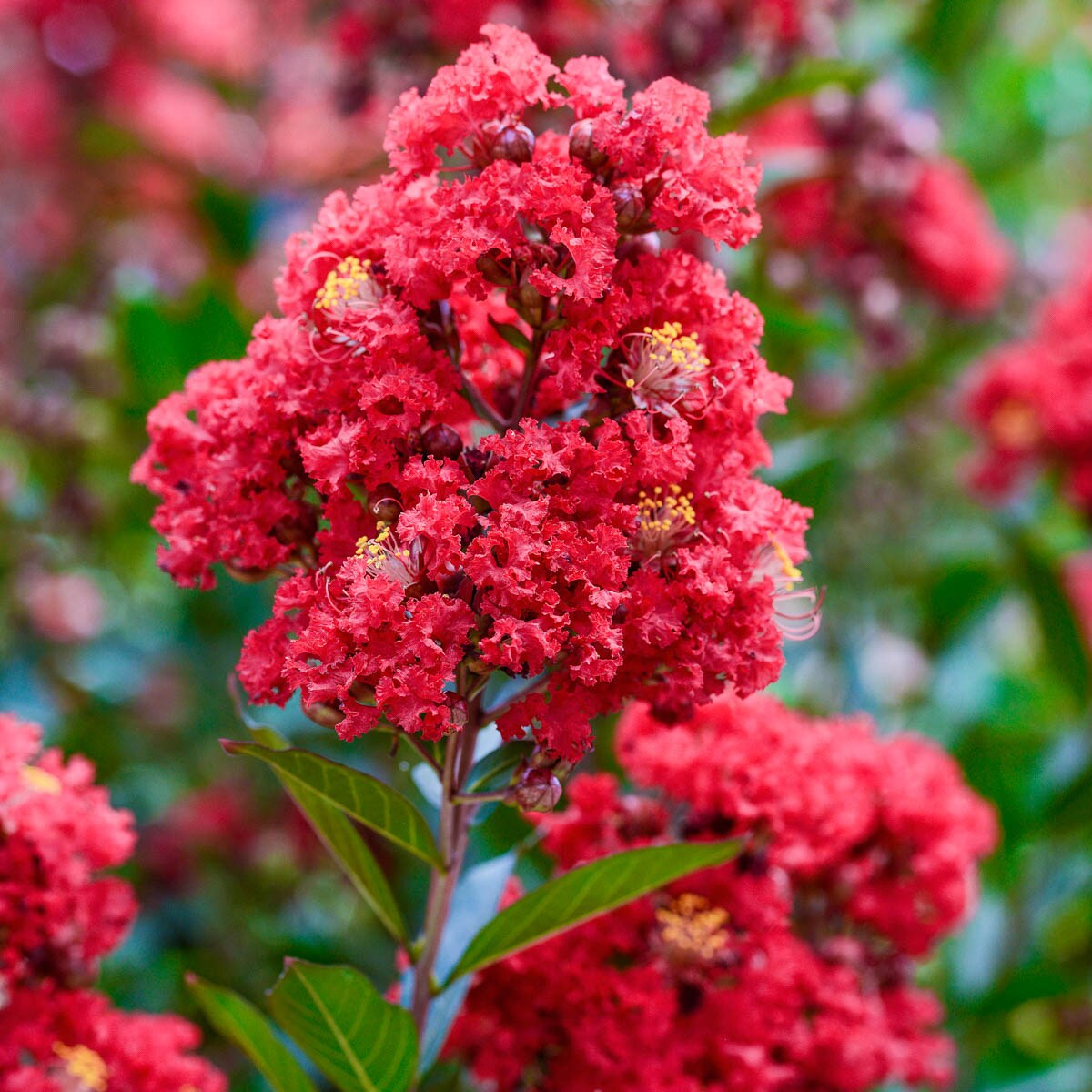 Crepe myrtle enduring summer deals red