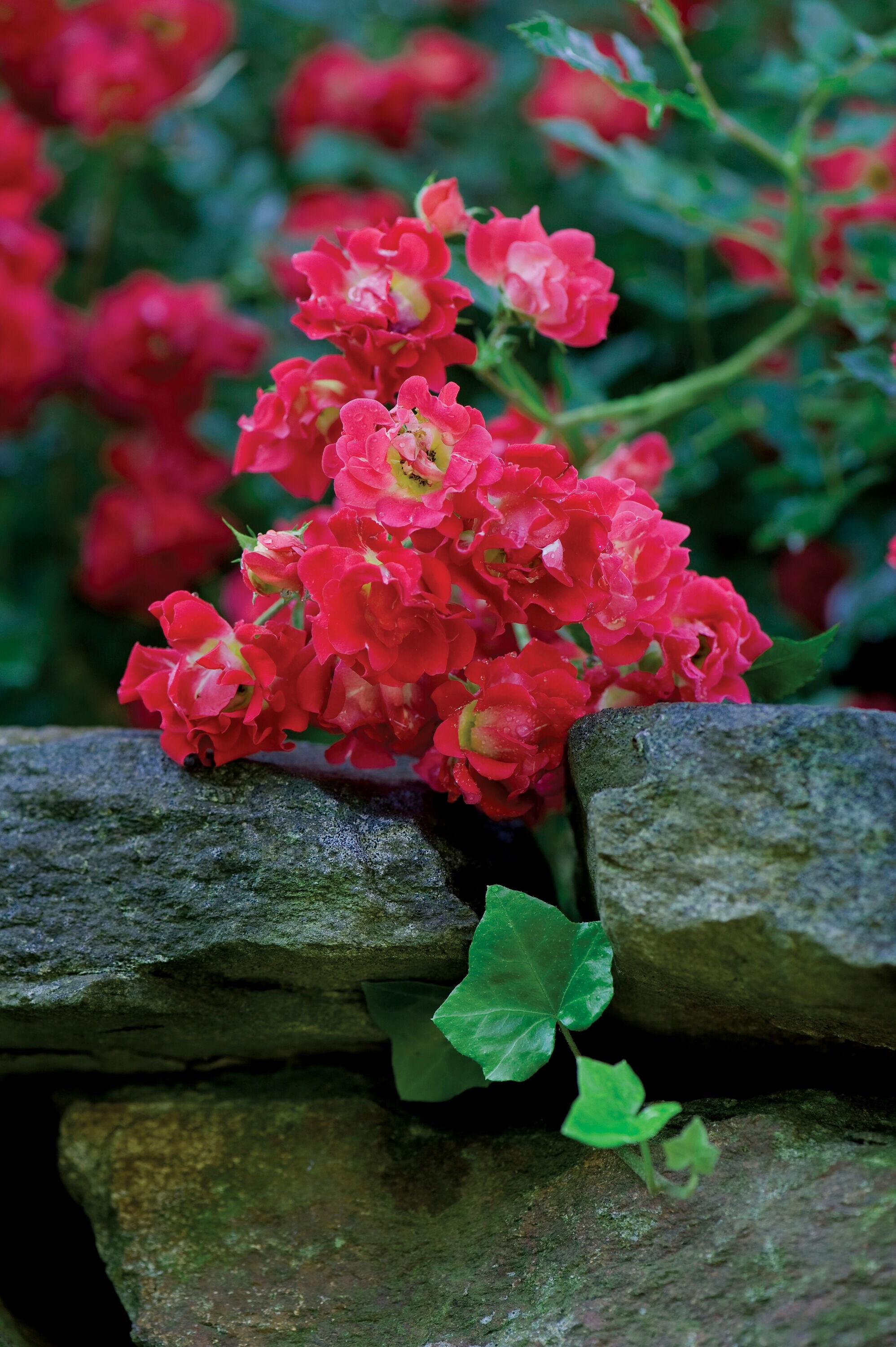 Lowe's 13ROS2CCC roses - View #3