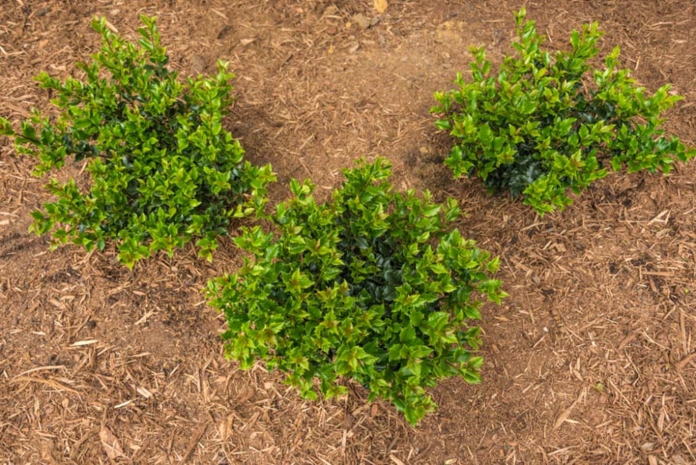 Spring Hill Nurseries 84393 shrubs - View #4