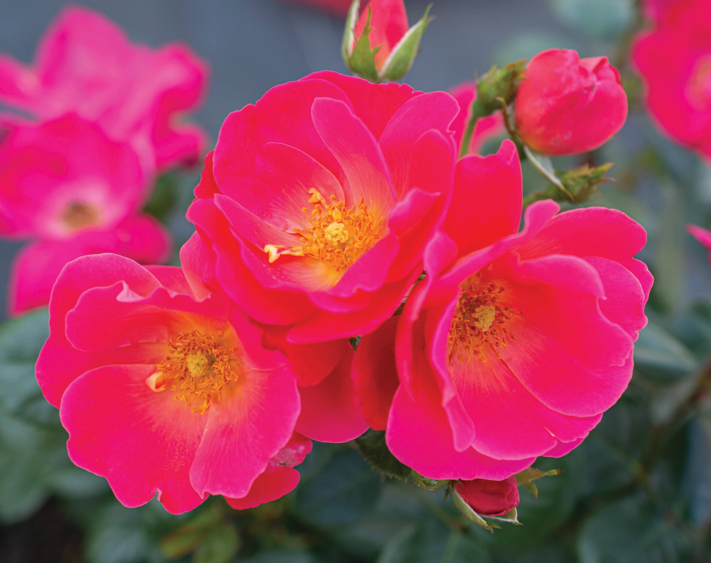 Bloomables Sunset Horizon Multicolor Rose (Rosa 'MEISistoma 