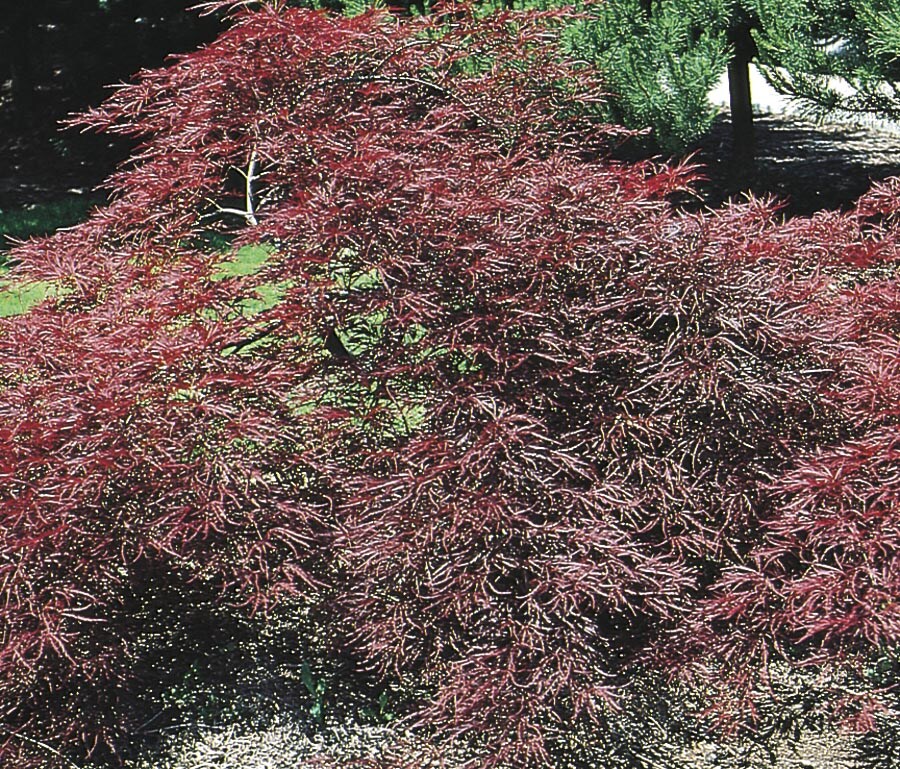  NURSERY 3.25-Gallon Red Feature Tree Garnet Japanese Maple In Pot (With Soil)