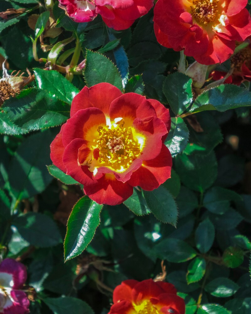 Spring Hill Nurseries 63466 roses - View #4