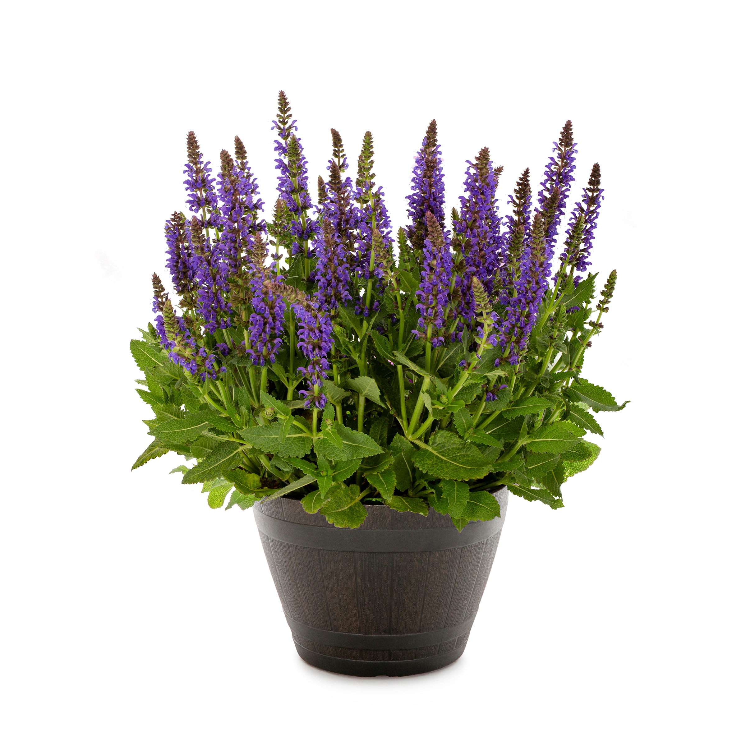 Lowe's Purple Lavender in 1.5-Gallon (s) Pot in the Perennials department  at