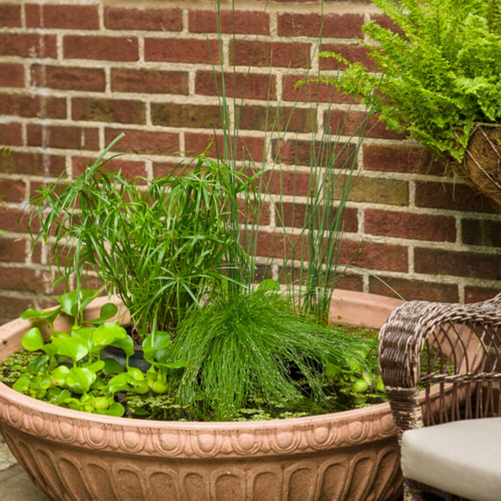 Lowe's NURSERY annuals - View #2