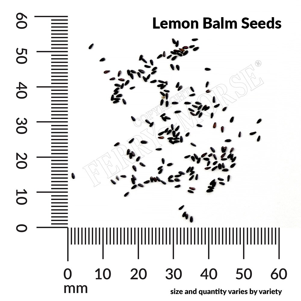 Ferry-Morse LC25.8029 Vegetable-Herb-Seeds - View #4