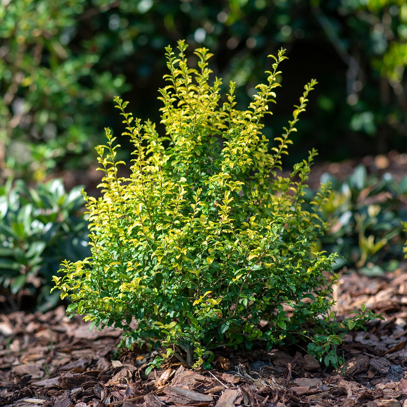 Perfect Plants LOSUNSHINELIGUST3G shrubs - View #6
