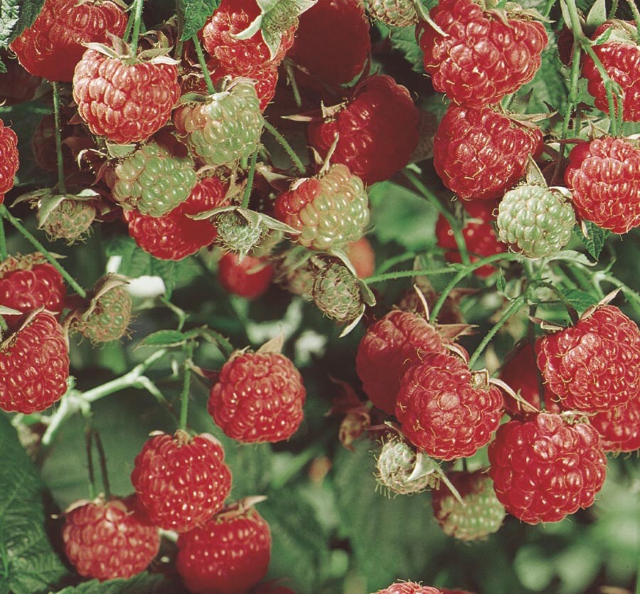 Lowe's NURSERY Raspberry Plant