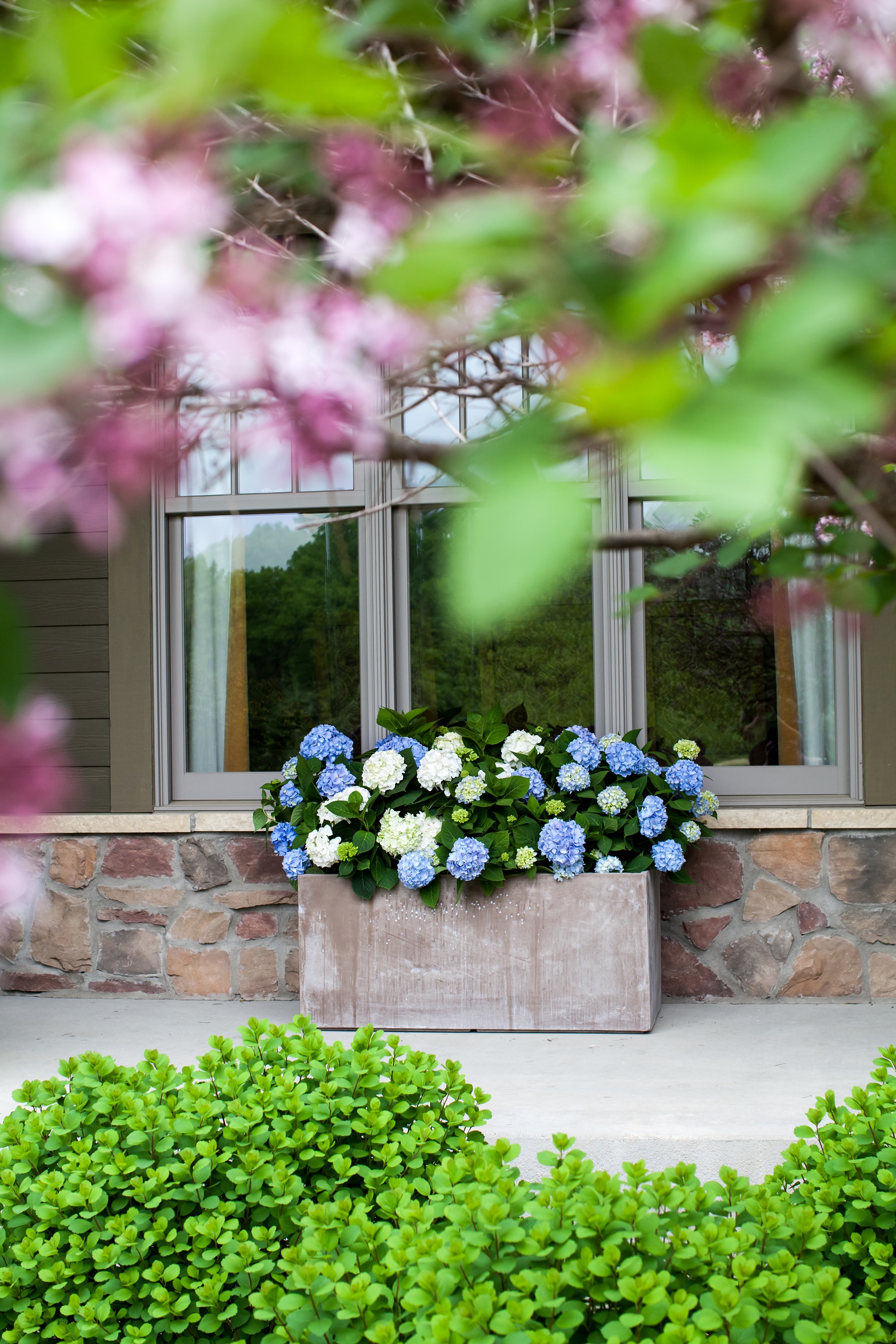 Perfect Plants LOENDLESSSUMMER3G shrubs - View #2