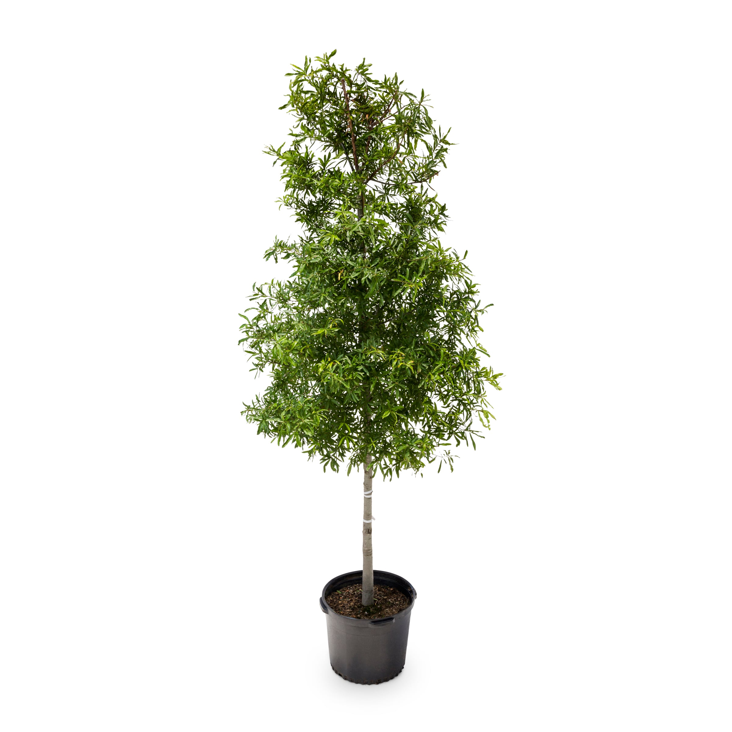 Lowe's NURSERY 27.5 -Gallon Green Shade Live Oak In pot (with soil)