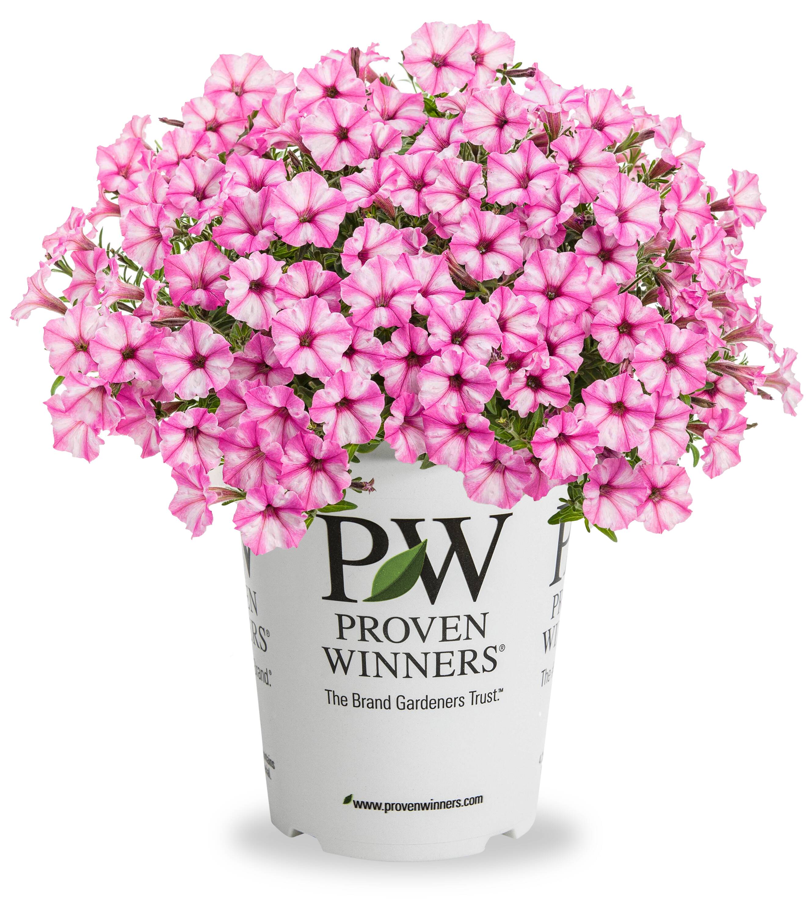 Proven Winners 5199150 Pink Petunia in 1.5 Pint Pot 1 -Pack