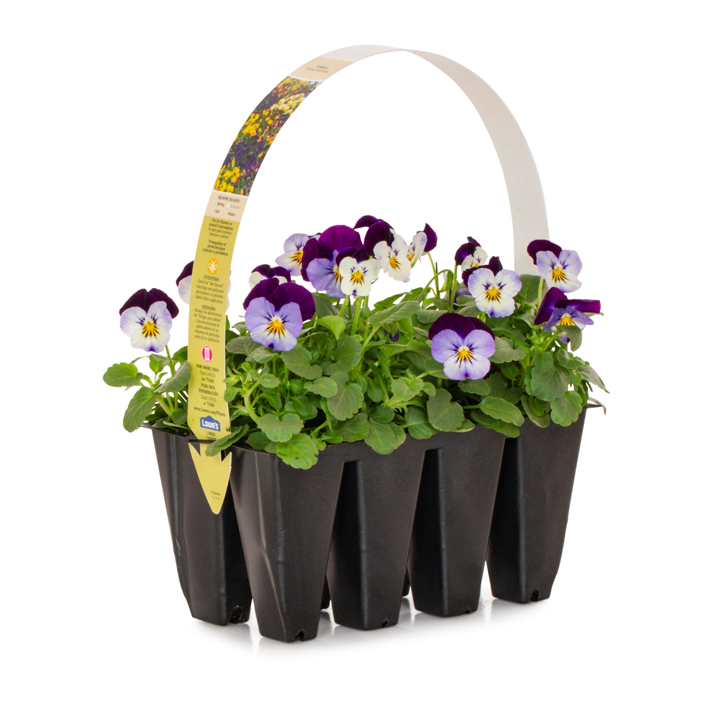 Lowe's NURSERY annuals - View #3