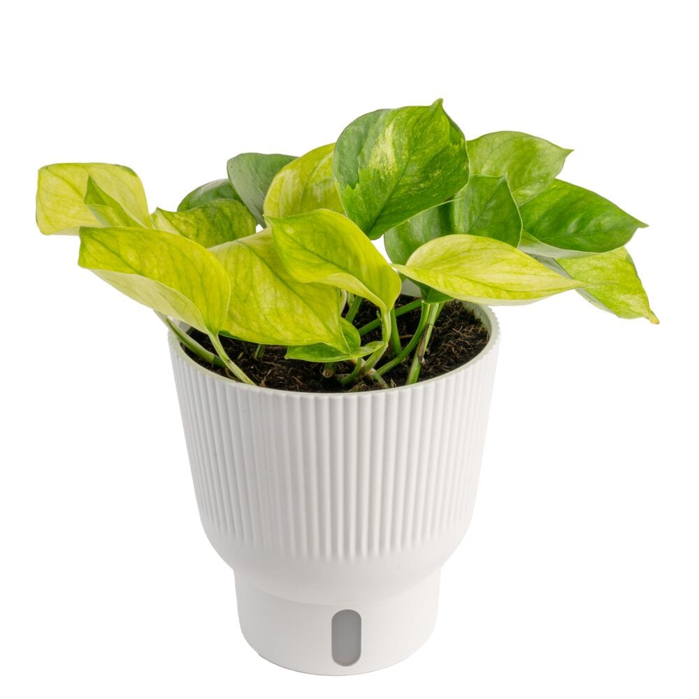 Costa Farms M-LTP-S-MWG-01-LW Lemon Top Pothos House plant in 6 Inch(es) Self-watering pot 1 -Pack