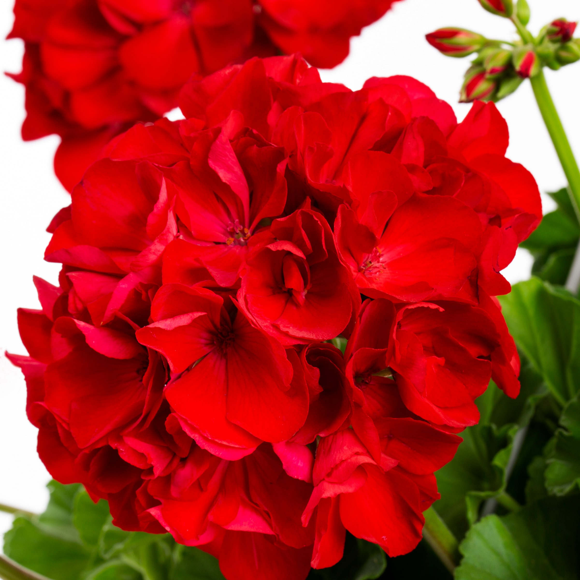 Lowe's NURSERY annuals - View #6