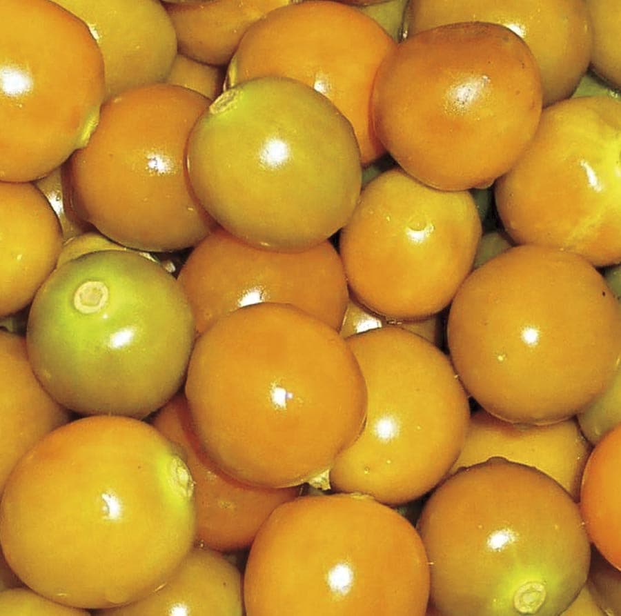 Lowe's NURSERY Goldenberry Plant