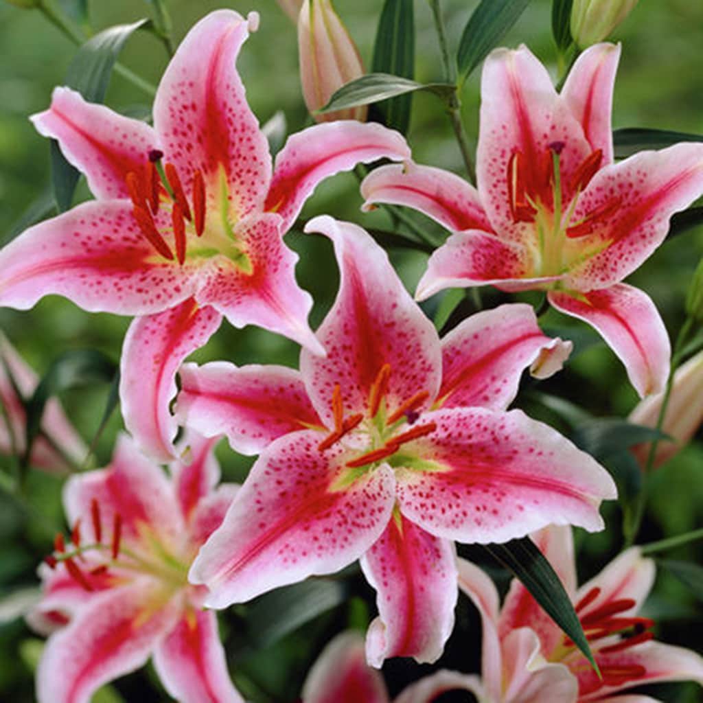 Van Zyverden 87341 Pink Lily Bulbs 3 Count