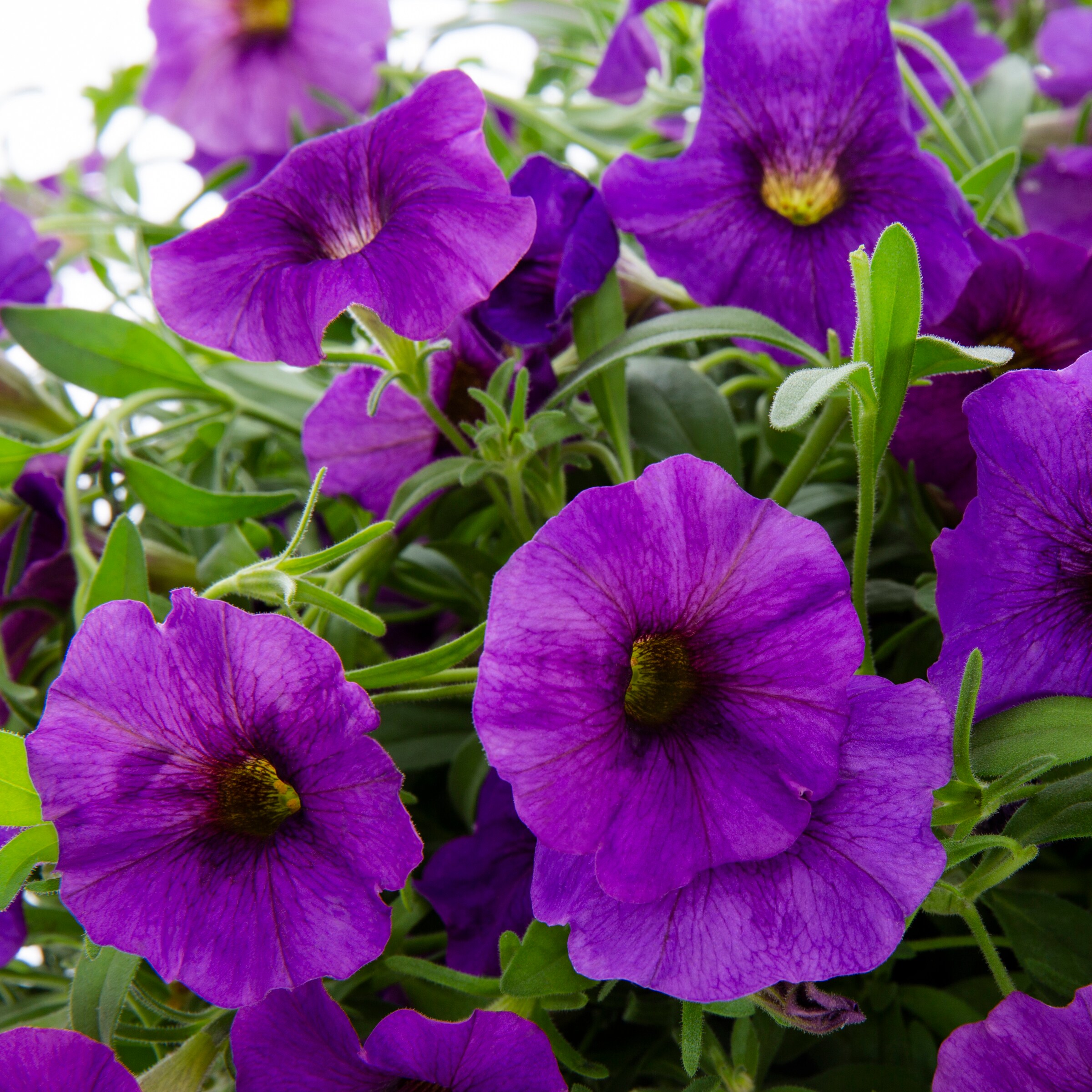 Lowe's 478153 annuals - View #2