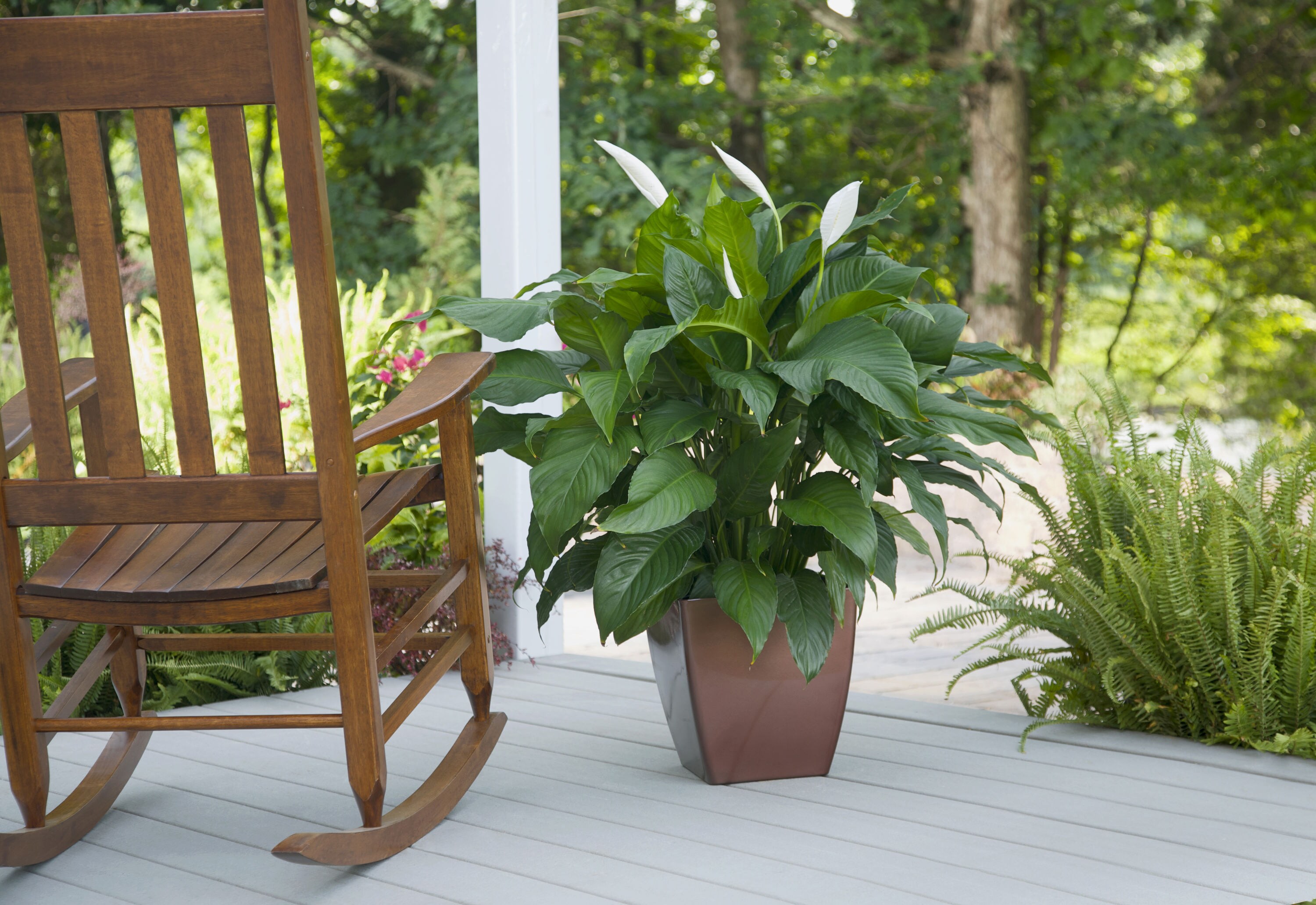 NURSERY perennials - View #2