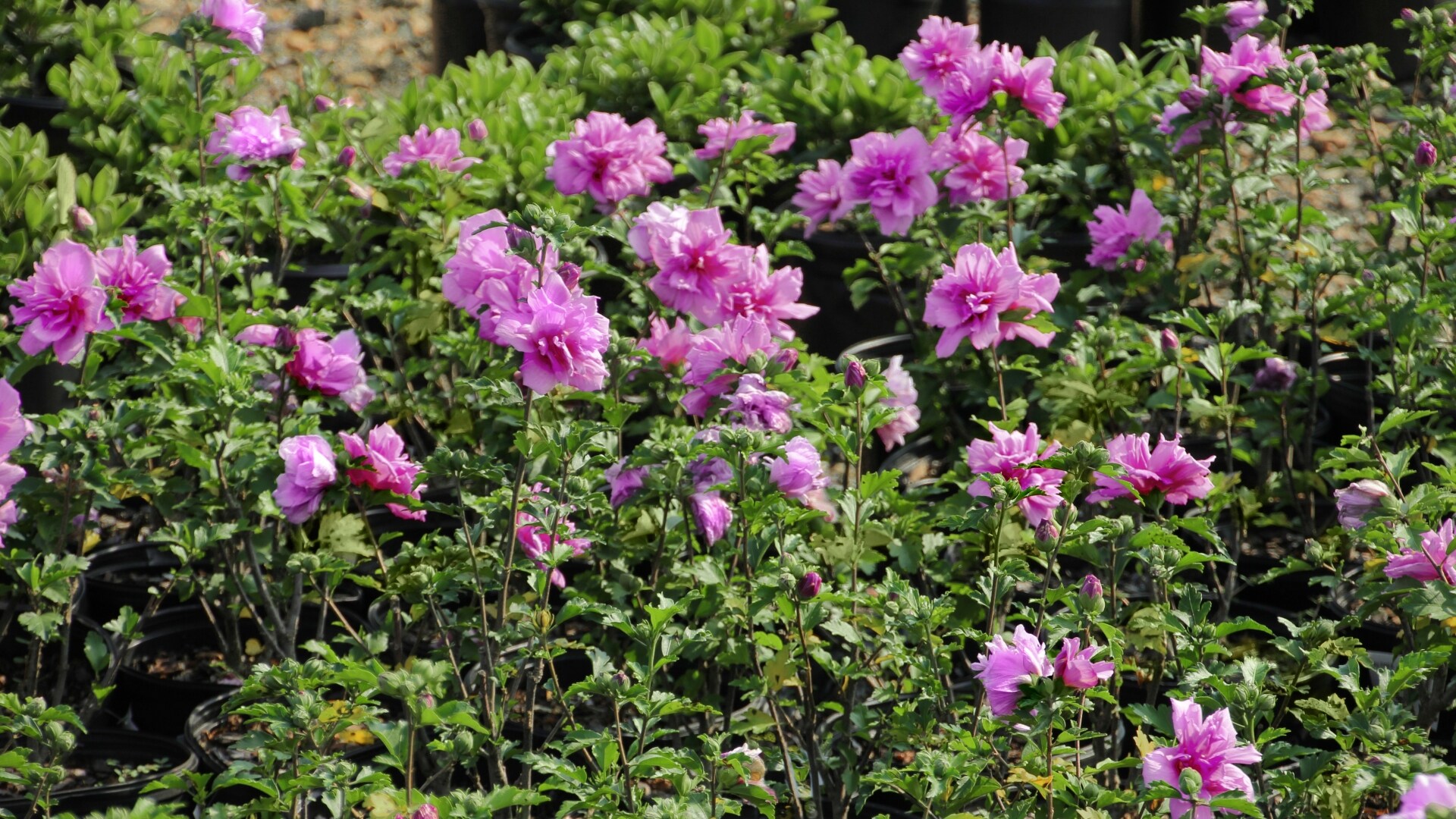 National Plant Network LW1646 shrubs - View #3