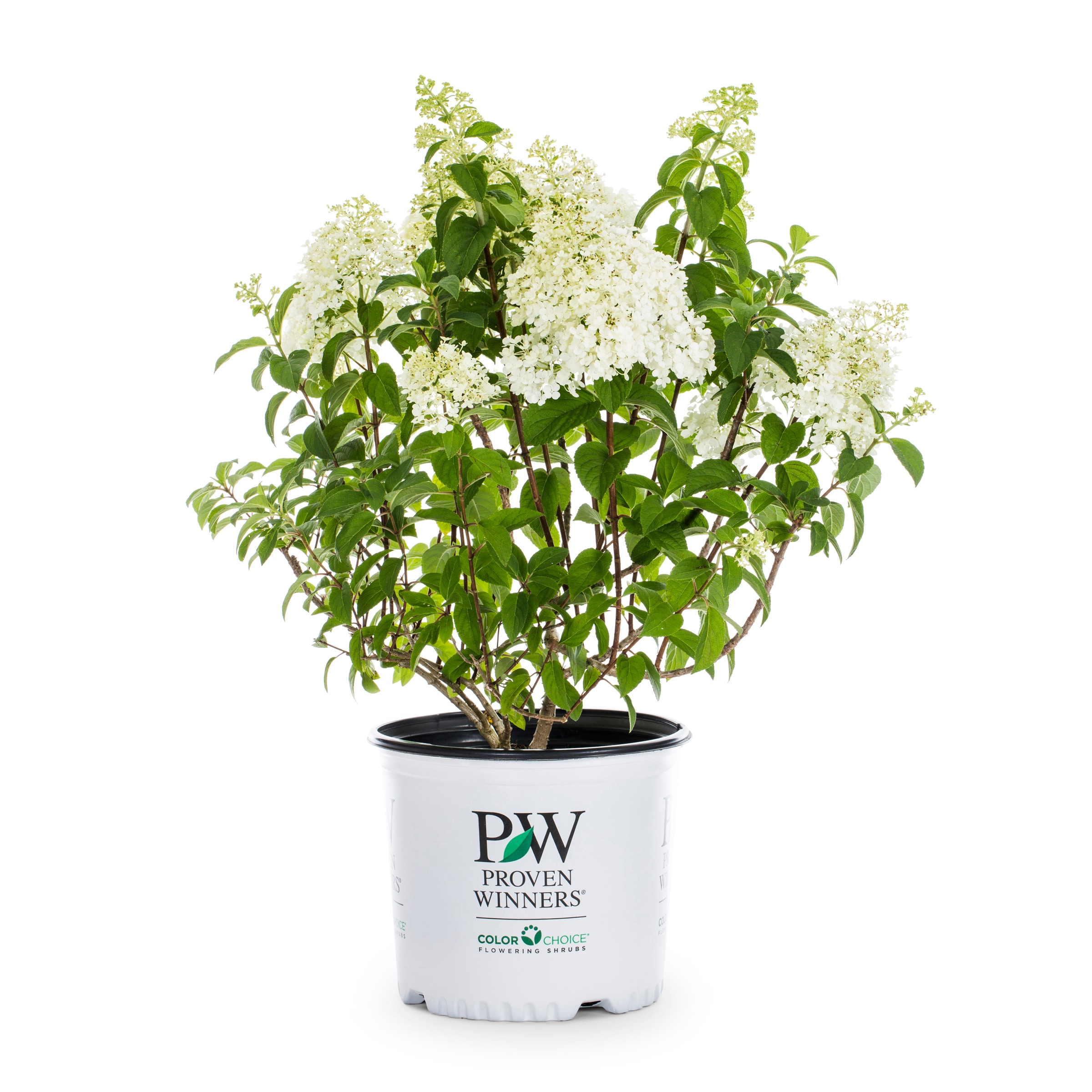 Proven Winners Multicolor Limelight Panicle Hydrangea Flowering Shrub ...