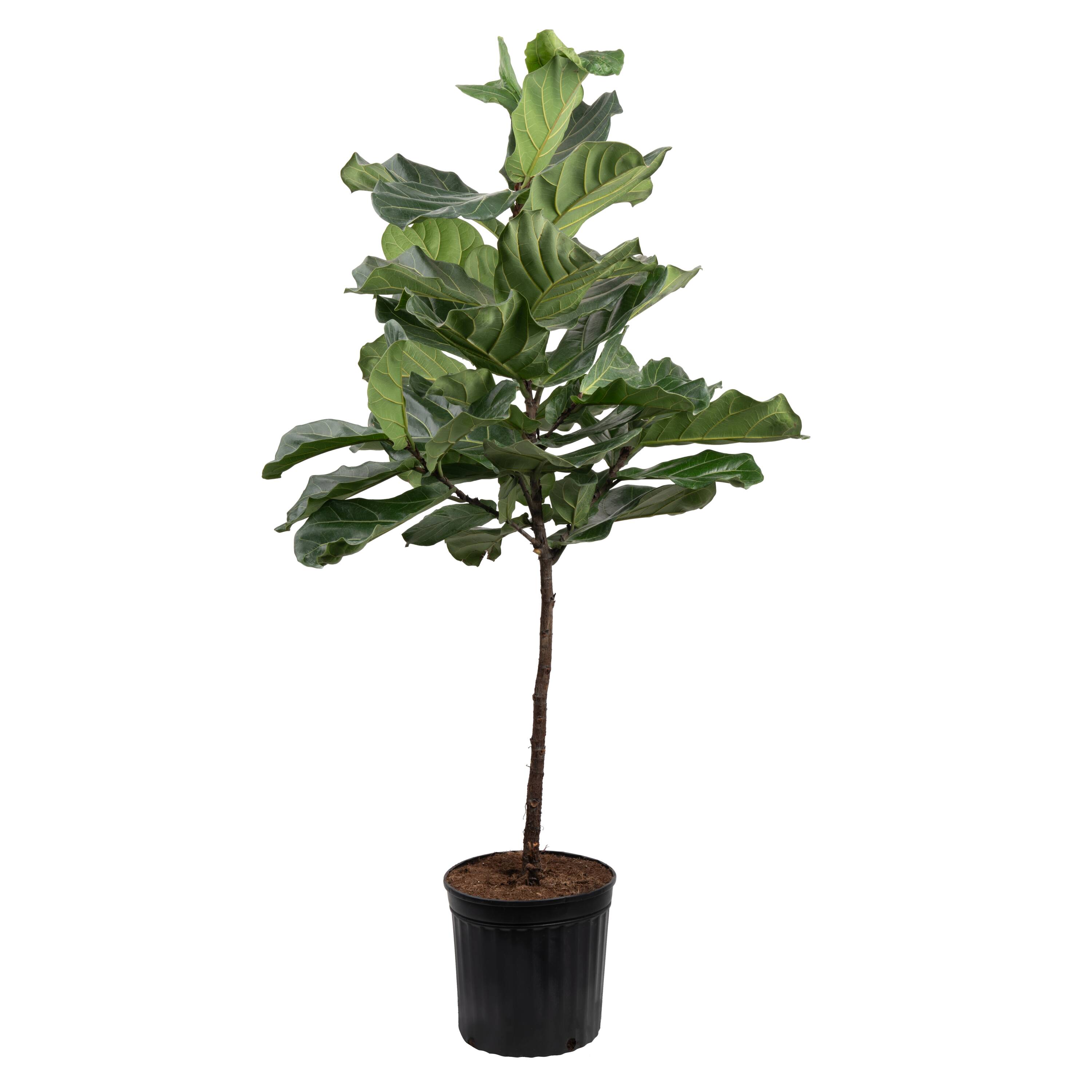 Lowe's 1287356 Fiddleleaf Fig House plant in 2 Gallon(s) Pot 1 -Pack