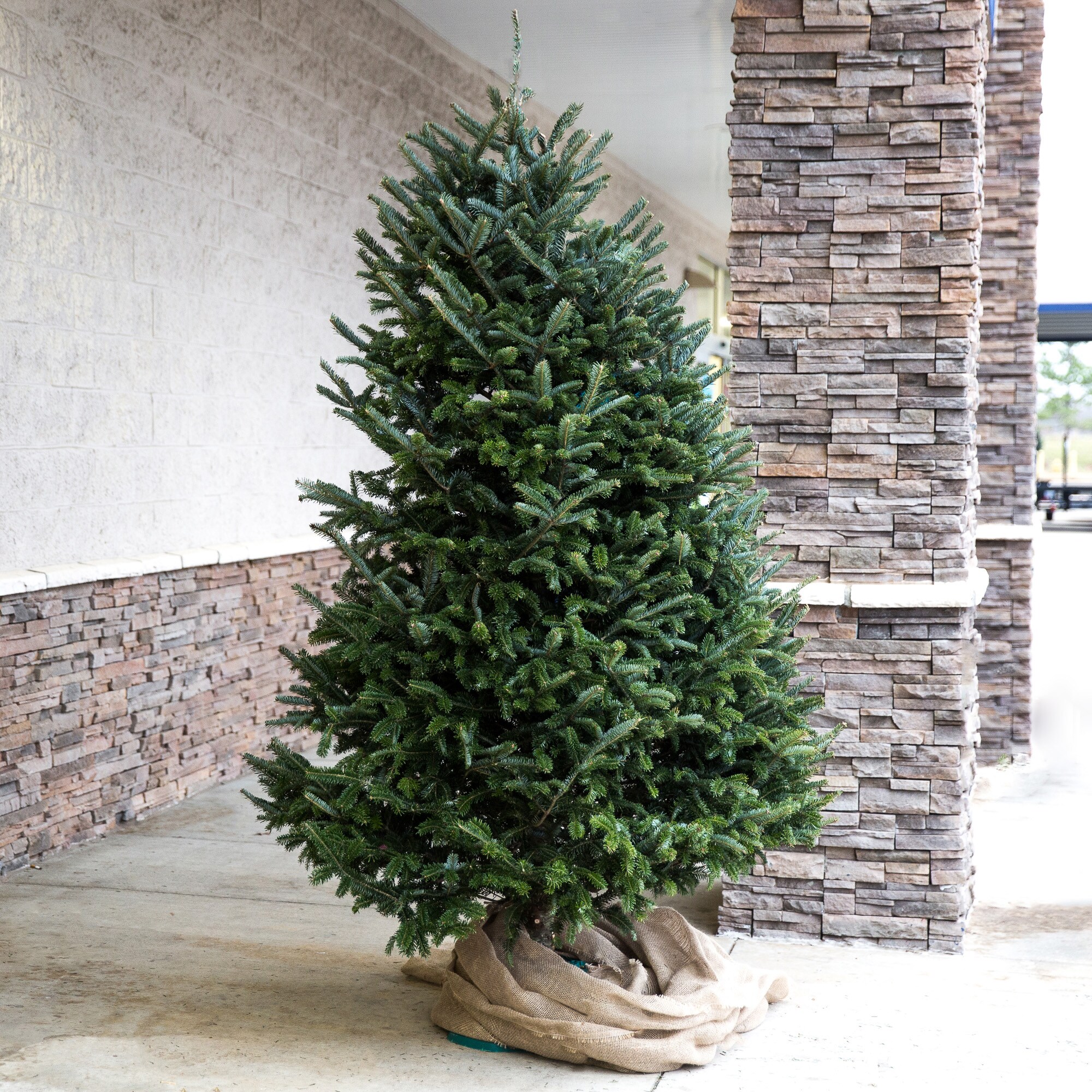 Christmas tree online lowes real