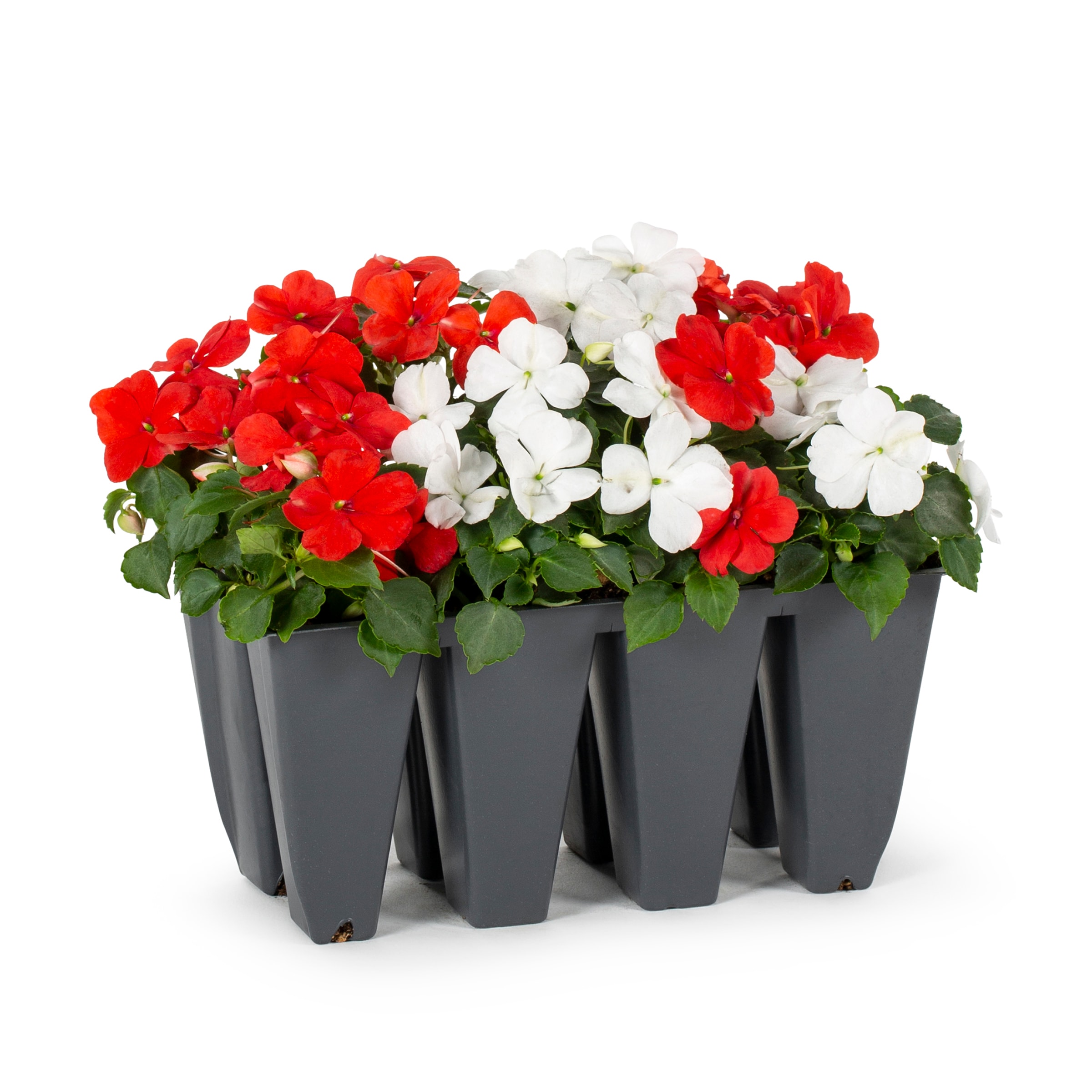 Lowe's Multicolor Impatiens in 12-Pack Tray in the Annuals department at  Lowes.com