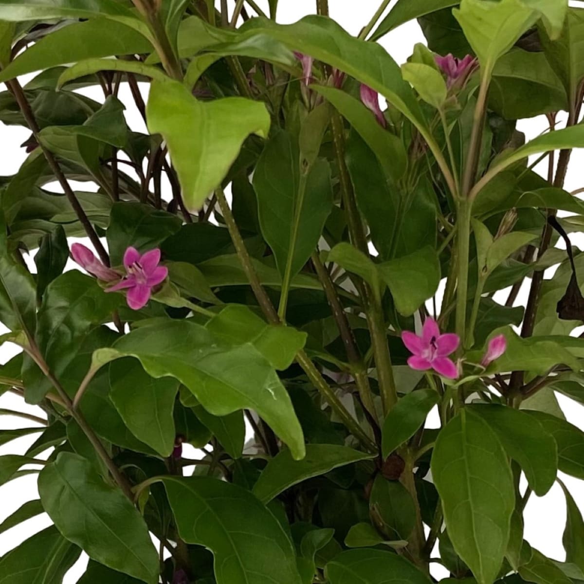 Lowe's NURSERY annuals - View #2