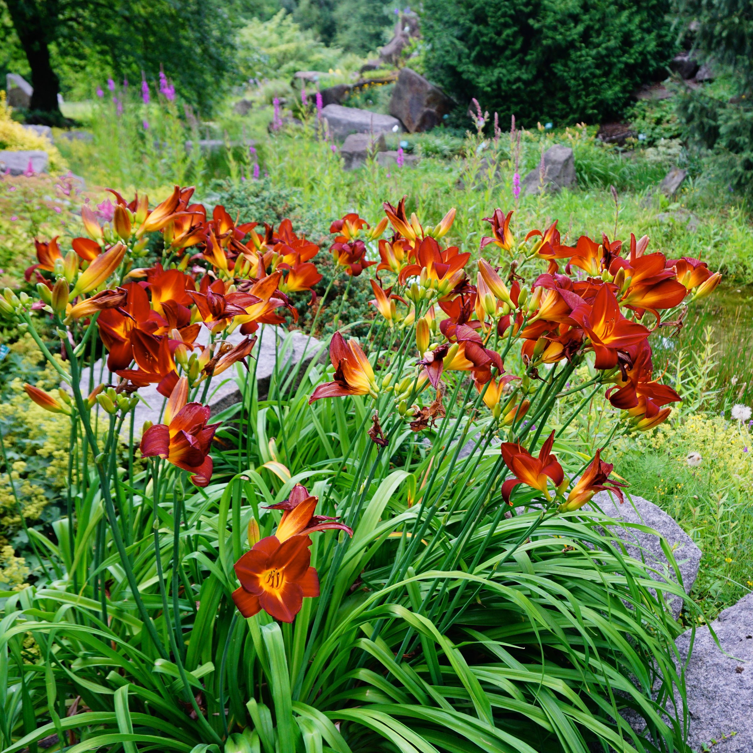 National Plant Network LW2611 perennials - View #2