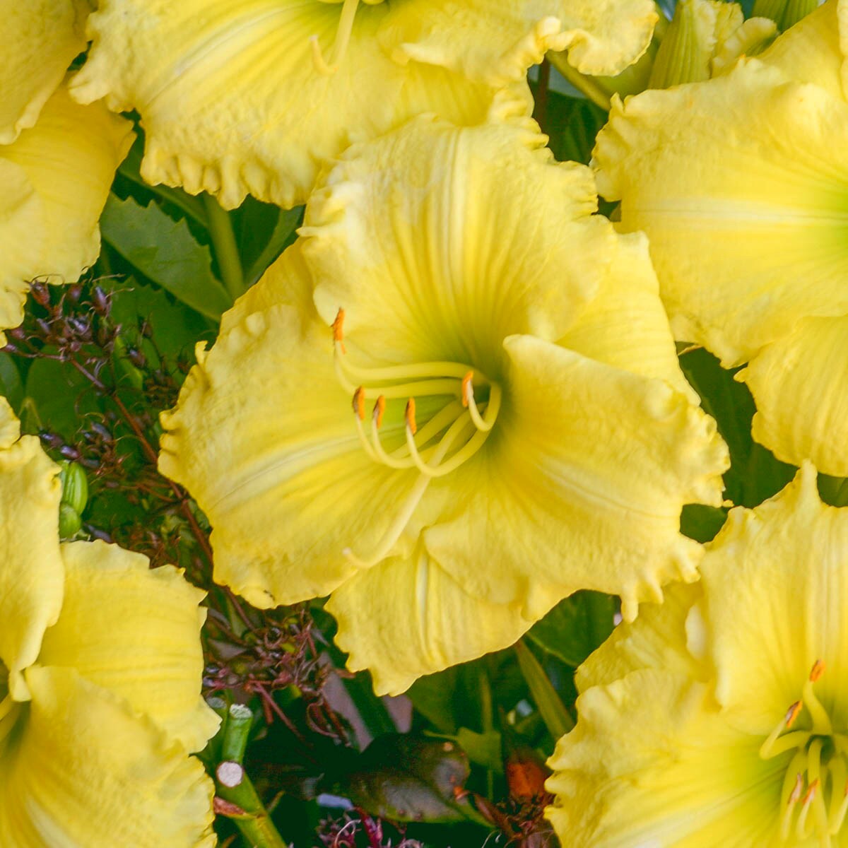 Spring Hill Nurseries 80570 White Omomuki Daylily Perennial Plant in 1-Pack Bareroot