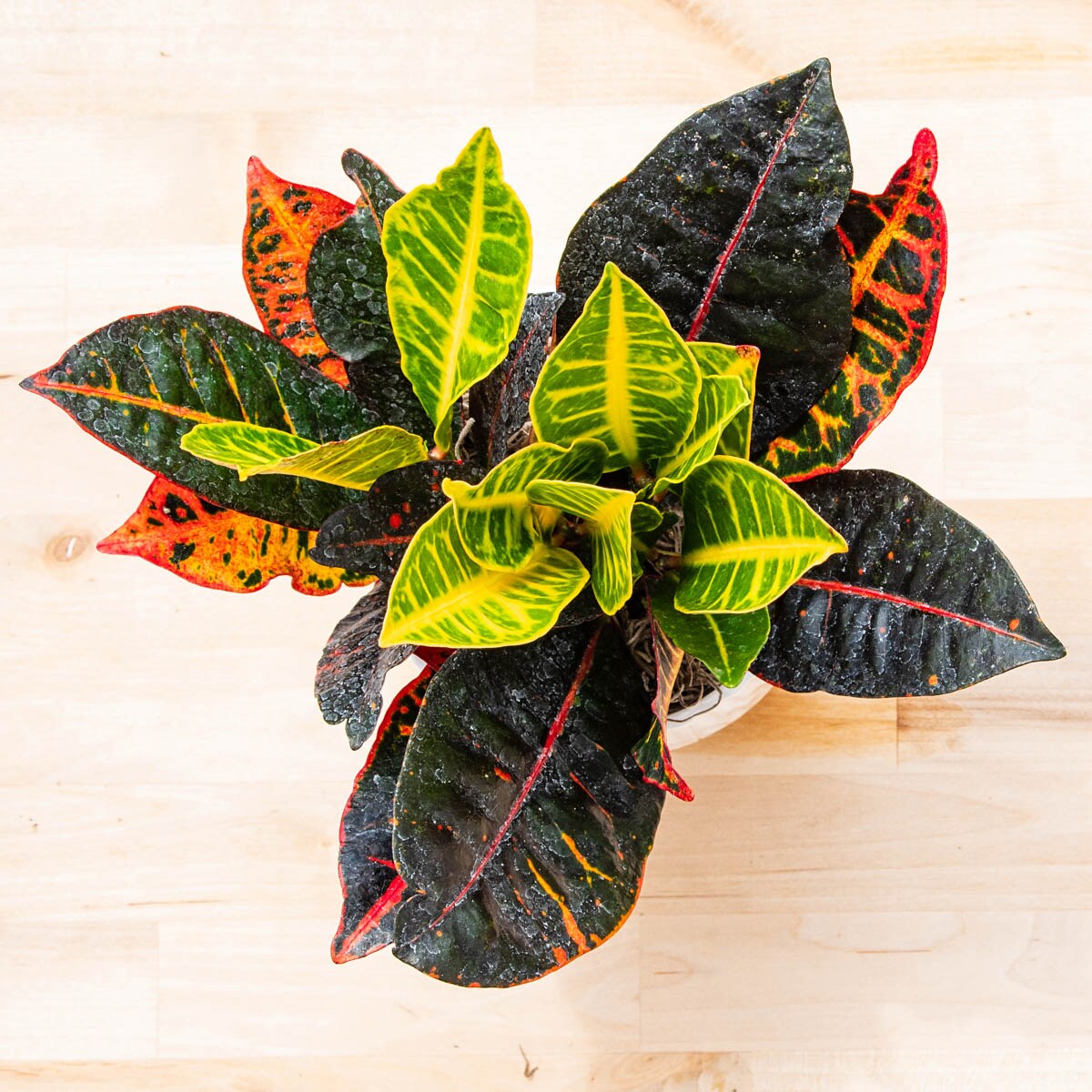 Spring Hill Nurseries Petra Croton Tropical Houseplant House Plant in 4 ...
