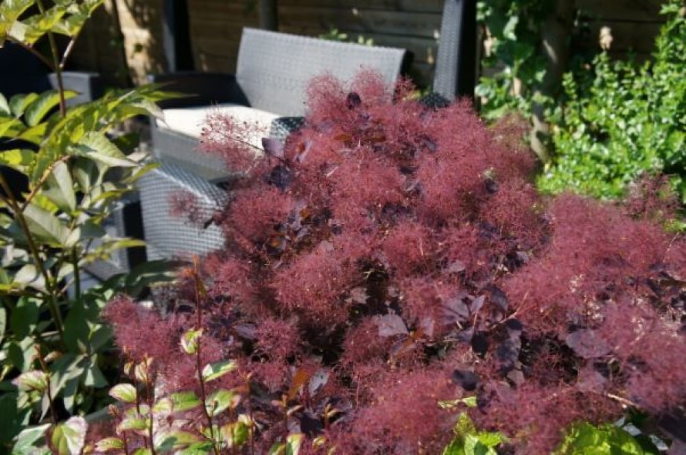 Spring Hill Nurseries 79024 shrubs - View #4