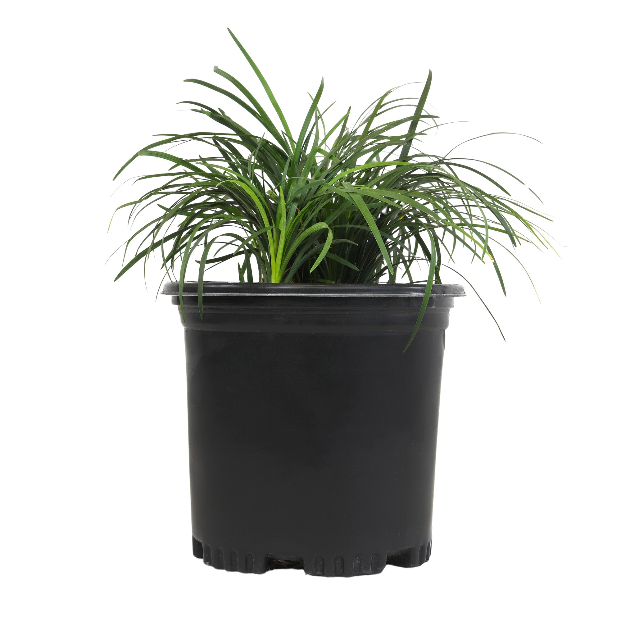Altman Plants 0873144 Ornamental-Grasses - View #7