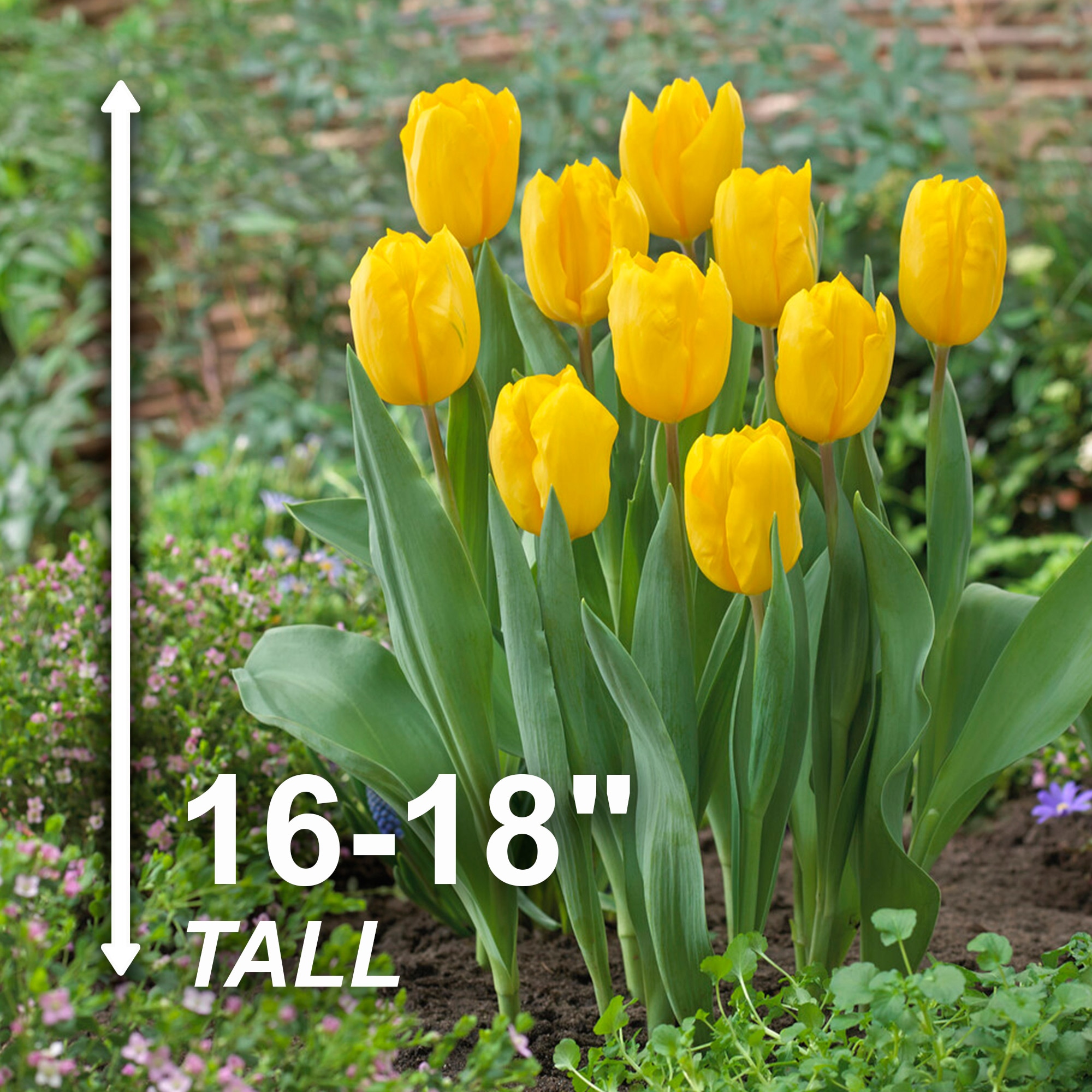 Garden State Bulb ECF-56-50-02 Plant-Bulbs - View #3